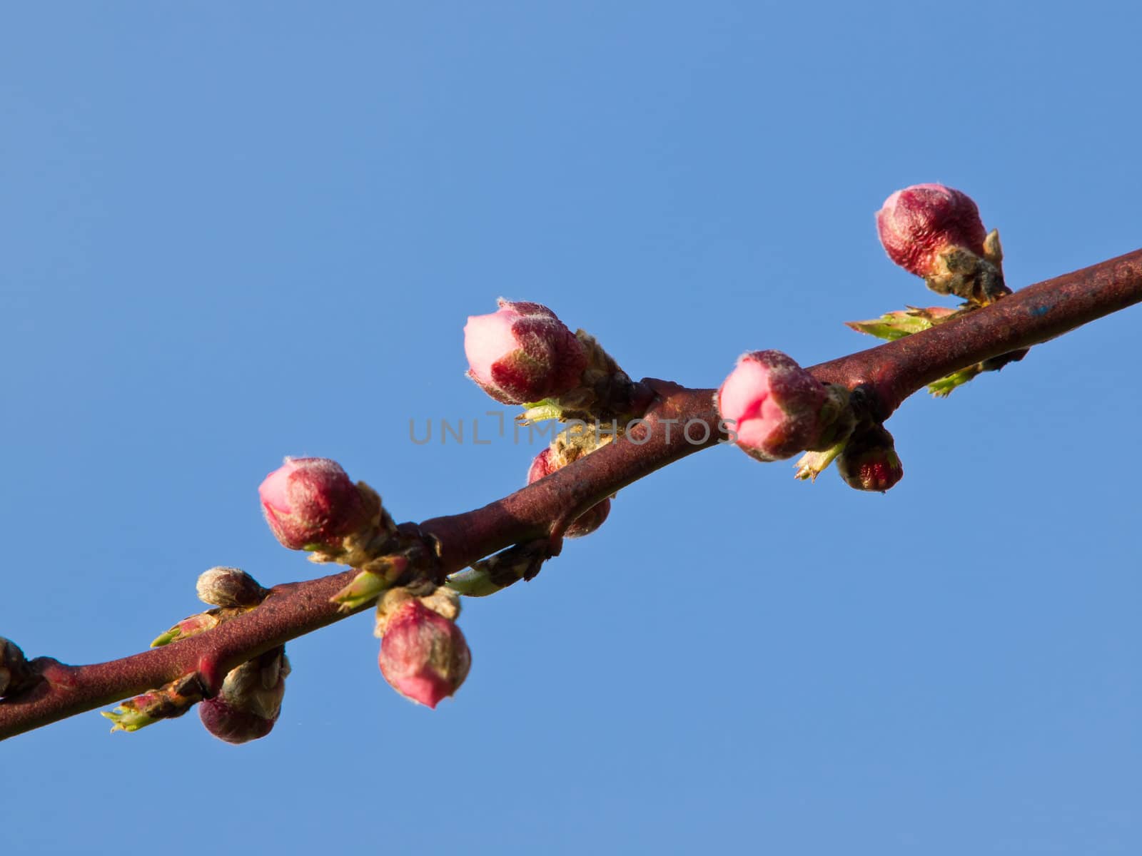 branch of apple tree with flower buds 