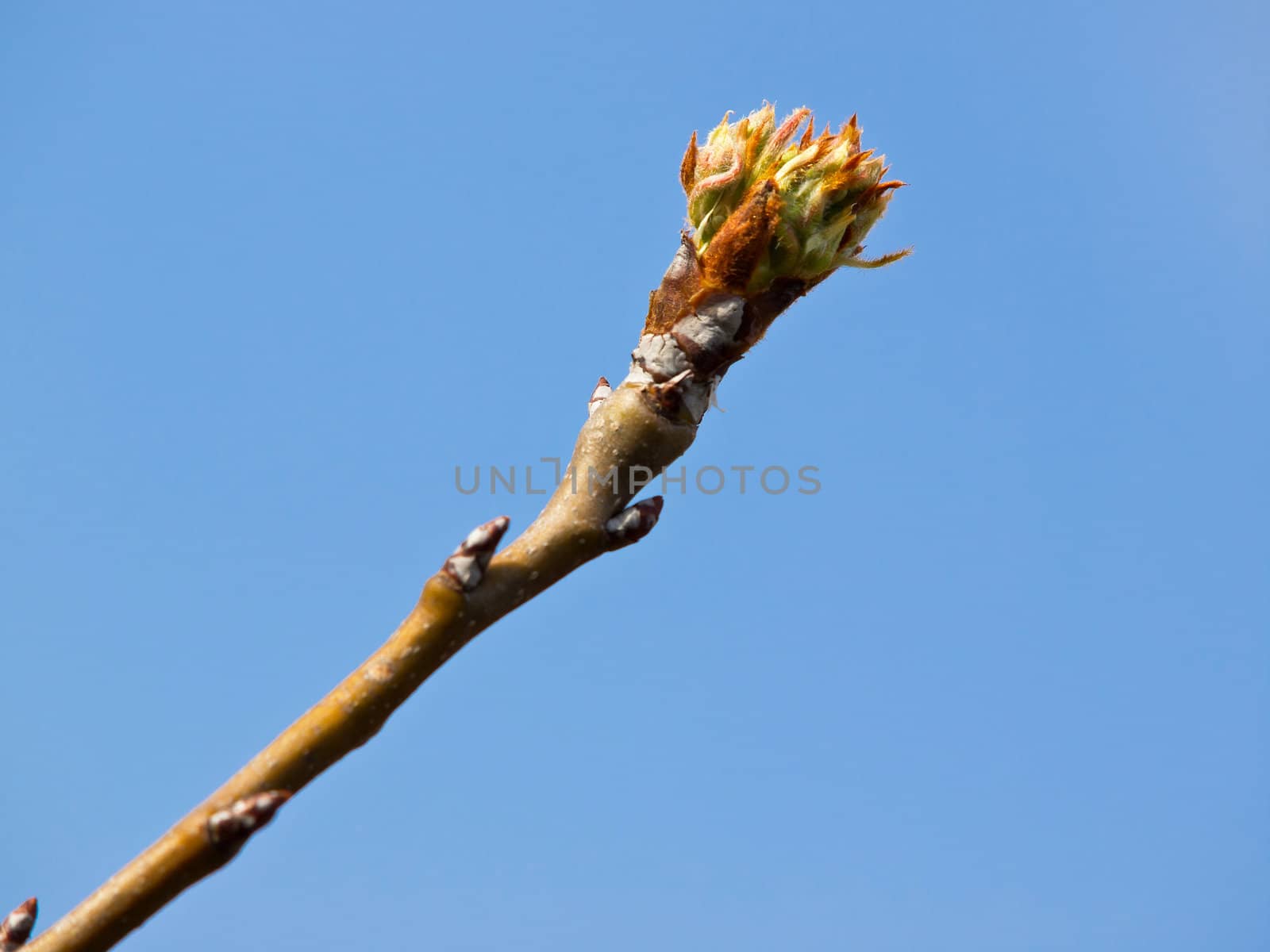 bud on a branch of pair fruit tree