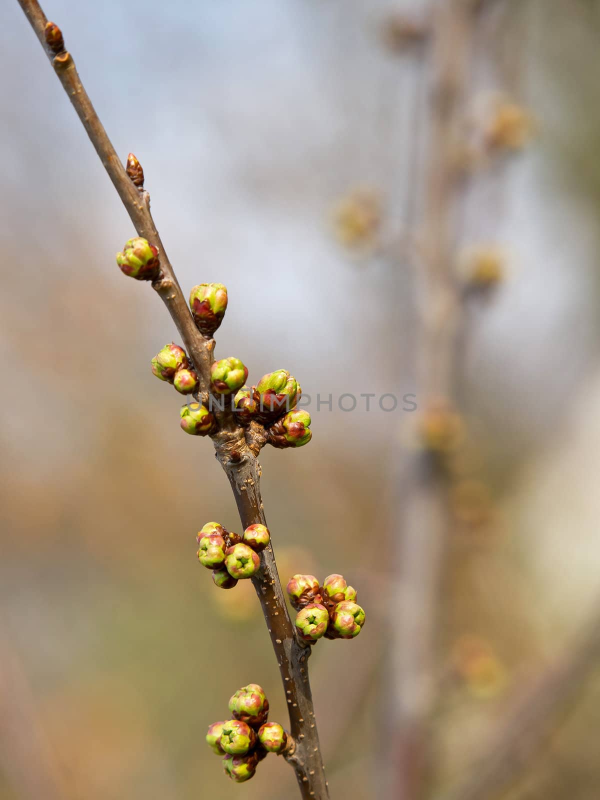 flower buds on a branch of a cherry tree