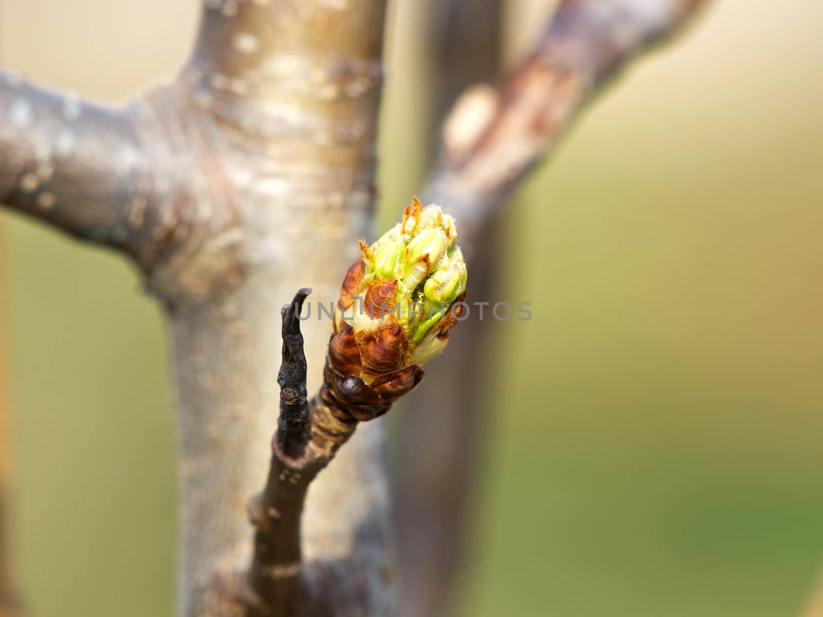 bud on a branch of a pair fruit tree