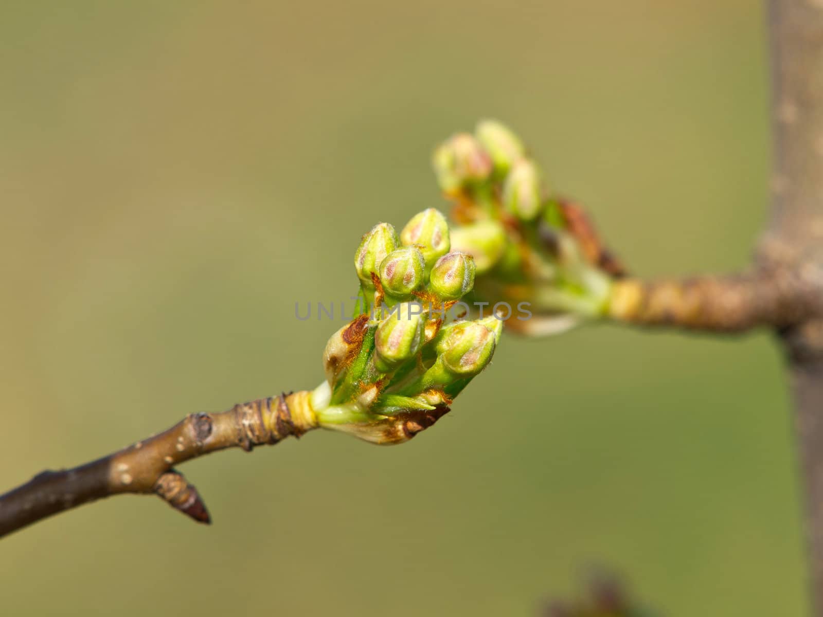 pear tree just before blossom