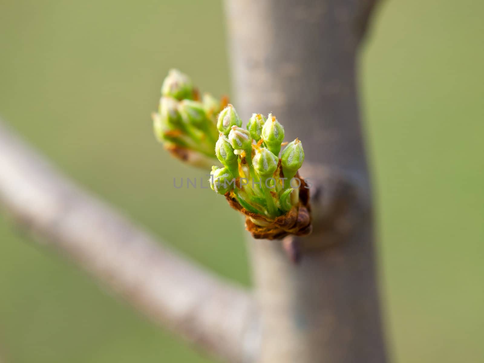 buds on the pair tree just before blossom