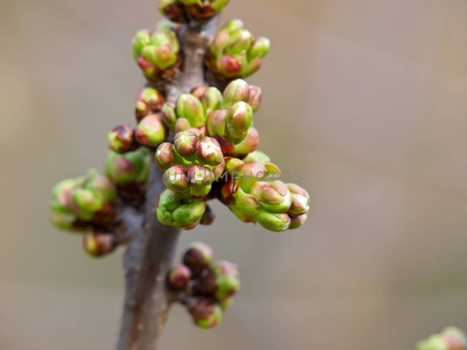 buds on the cherry tree just before blossom