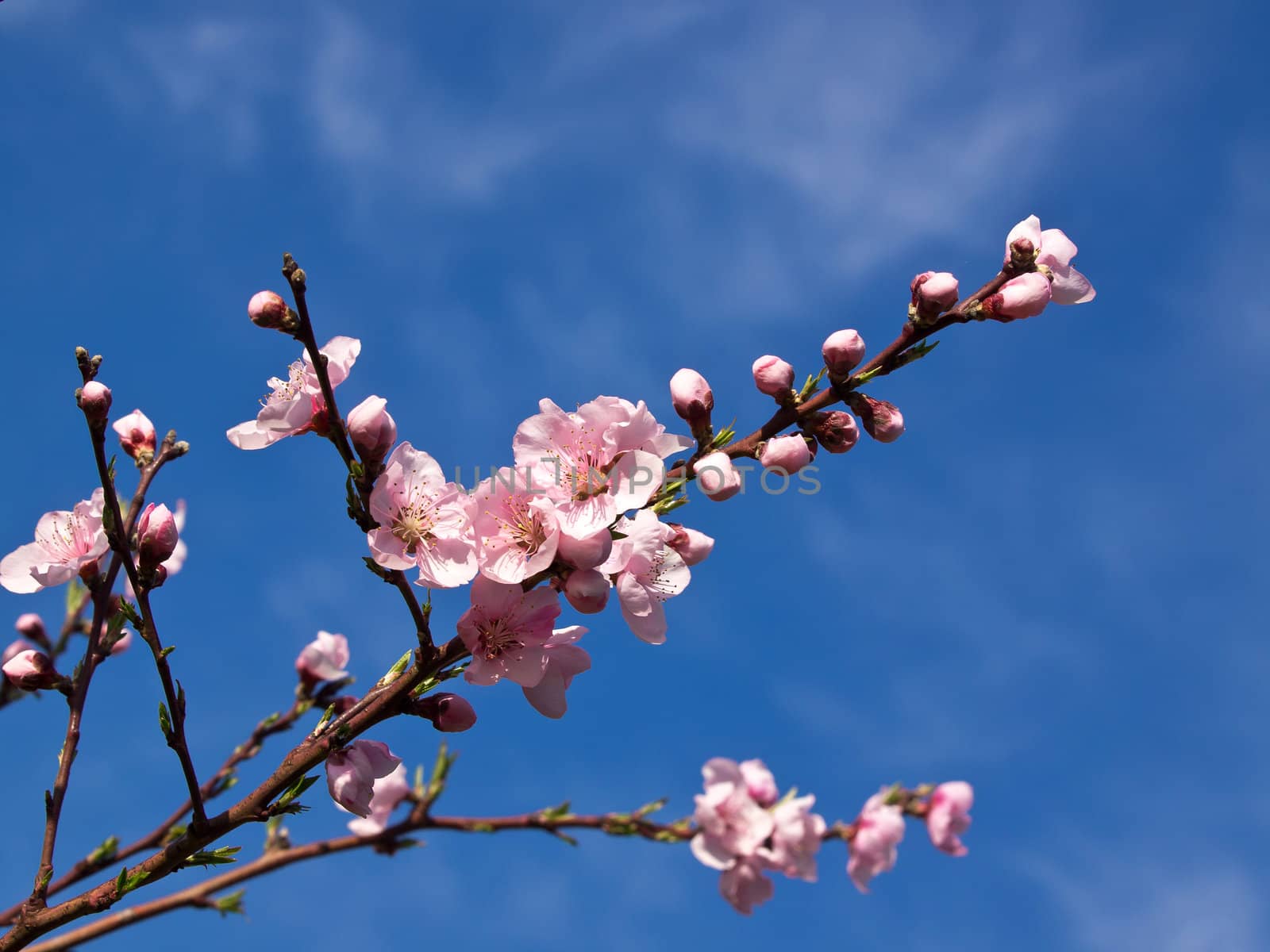 peach tree with pink flowers