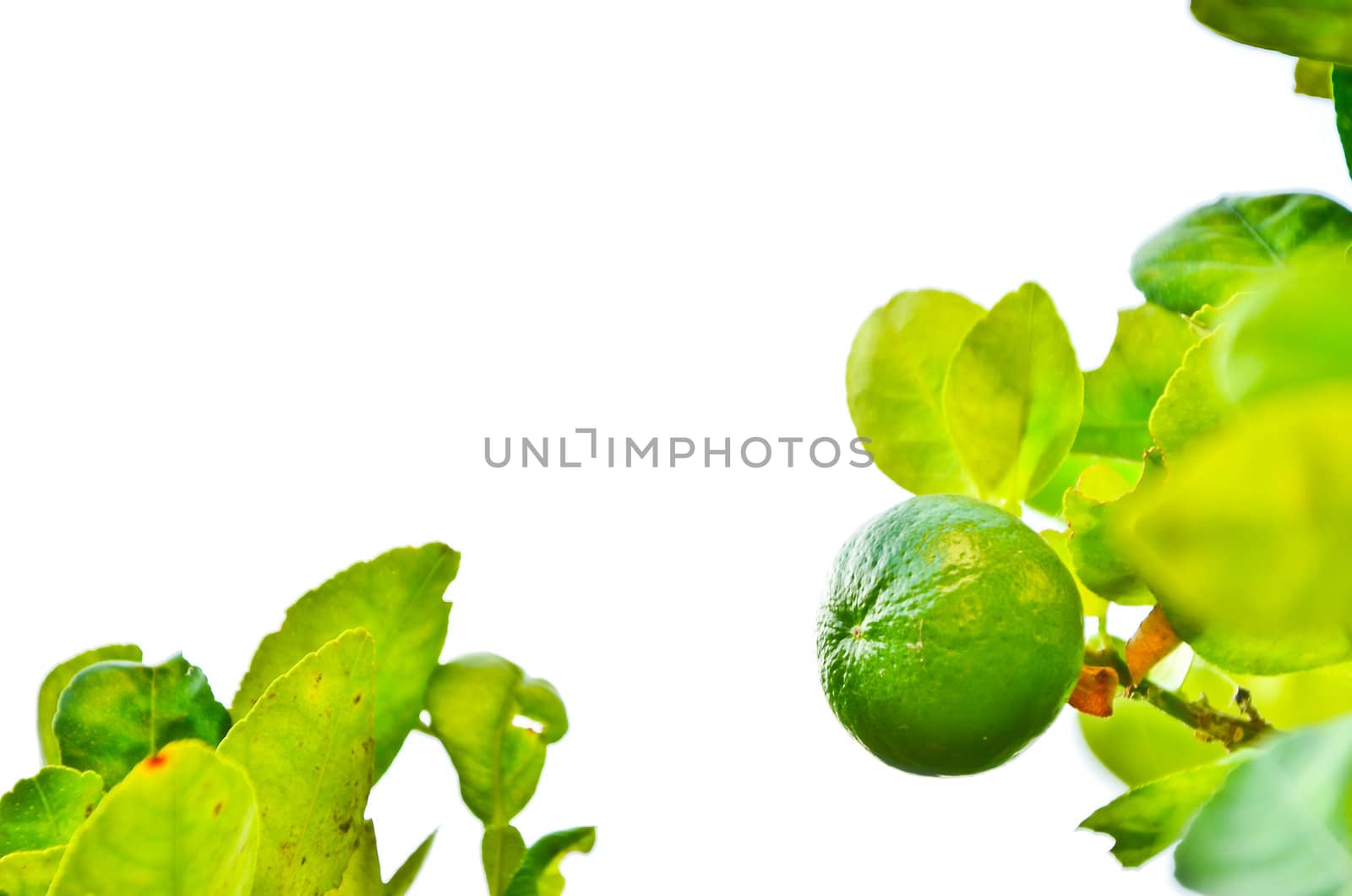 Green lime on a branch