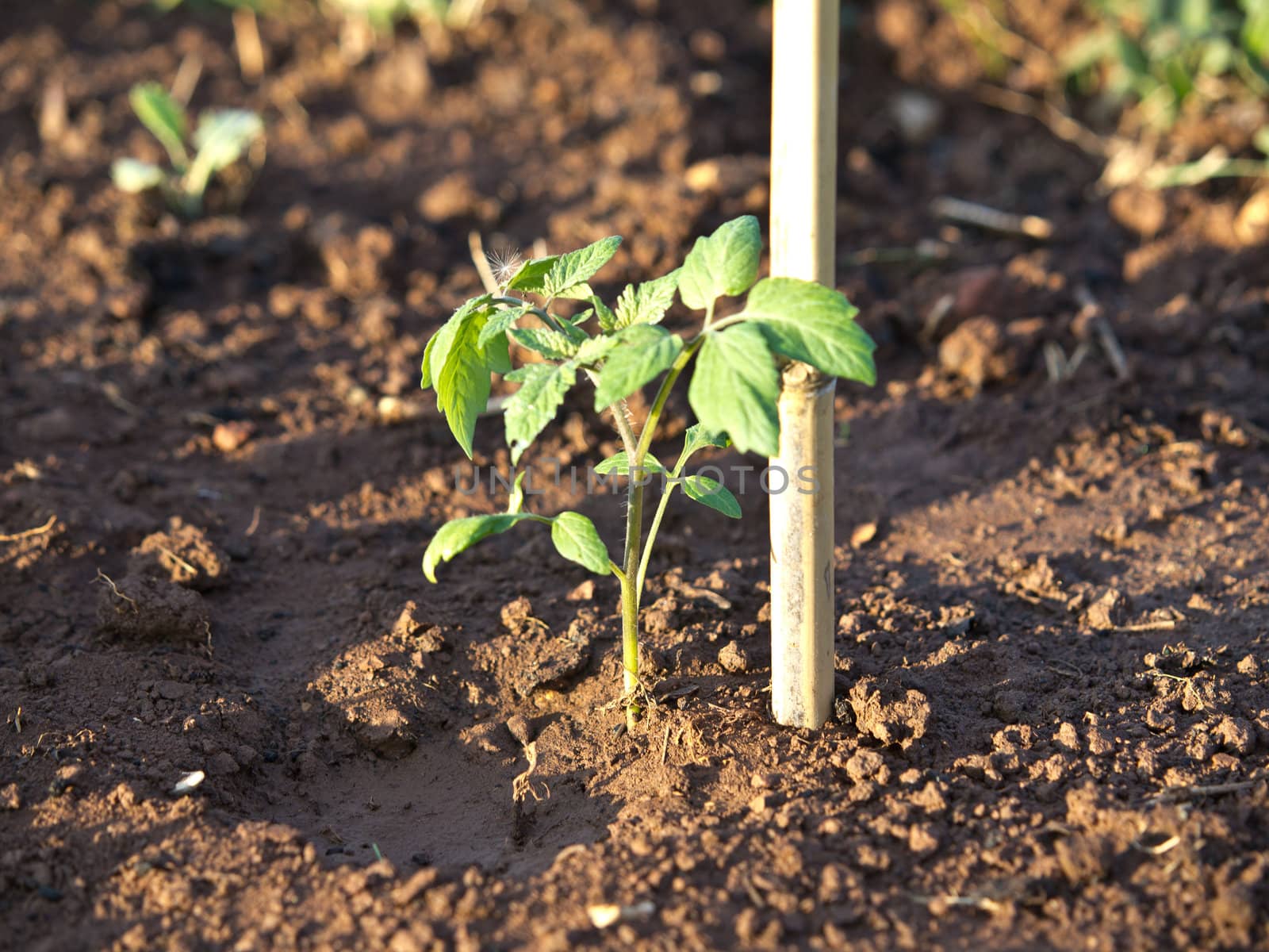 young tomato plant in the soil