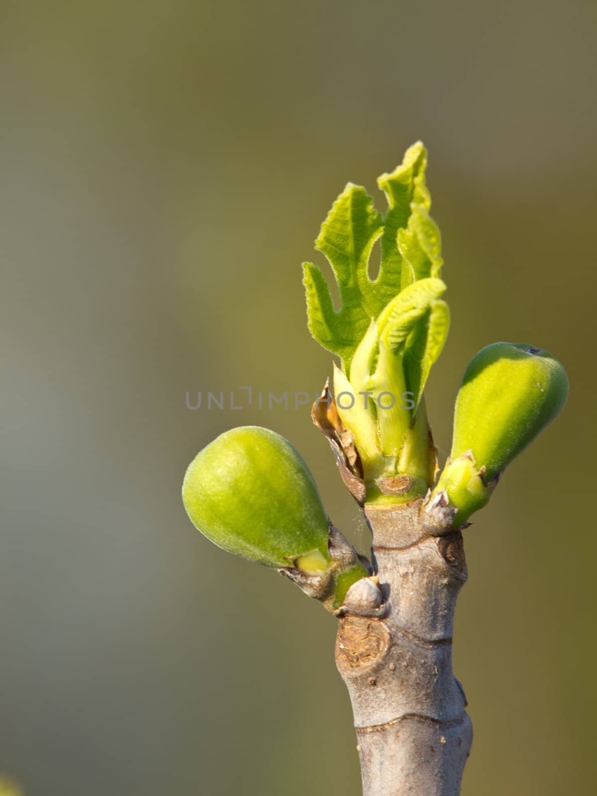 fig bud by nevenm