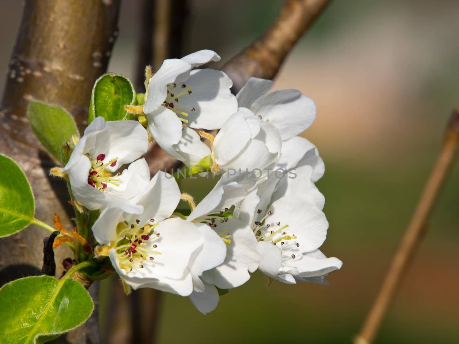 flowers on the pear tree in the spring