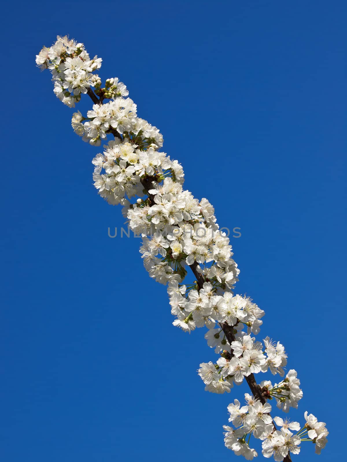 flowers on the cherry tree in the spring