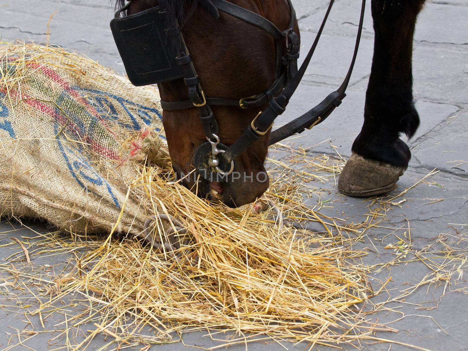 horse eating pasture from the bag on the street