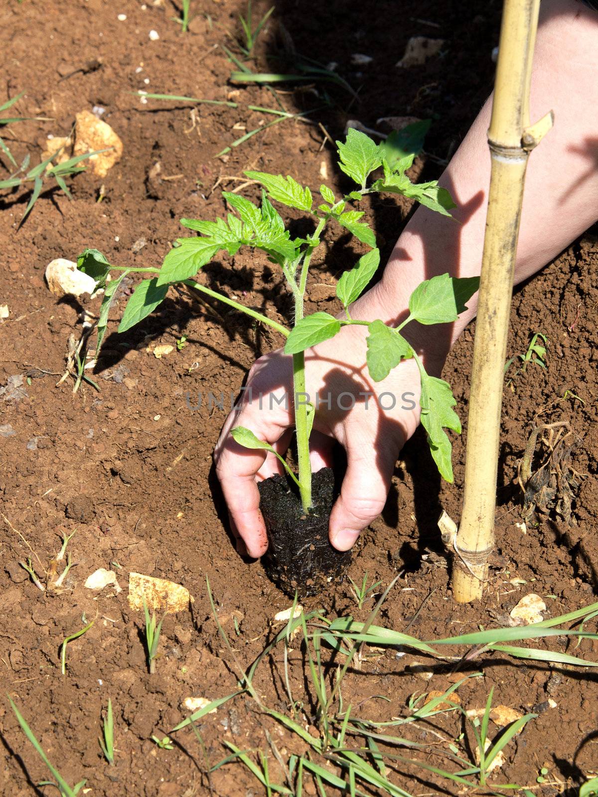 planting tomato plant in a soil