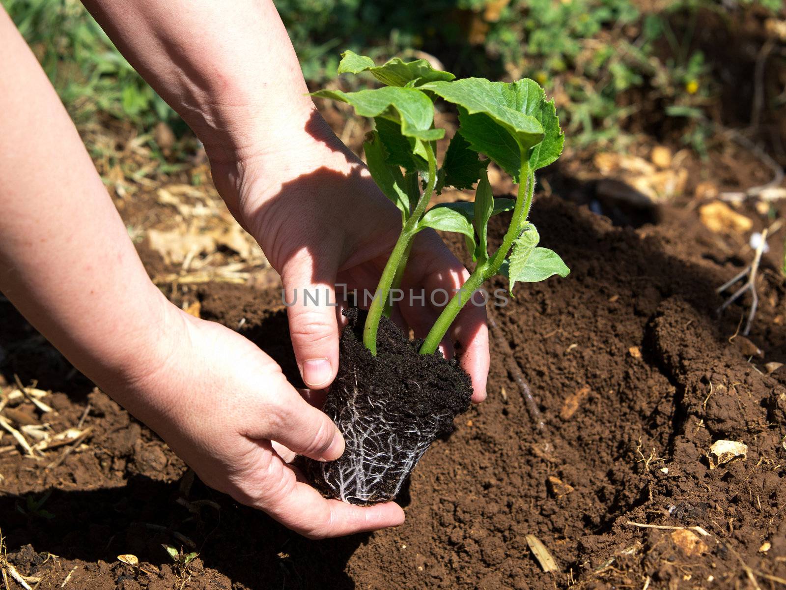 planting young plant of pumpkin