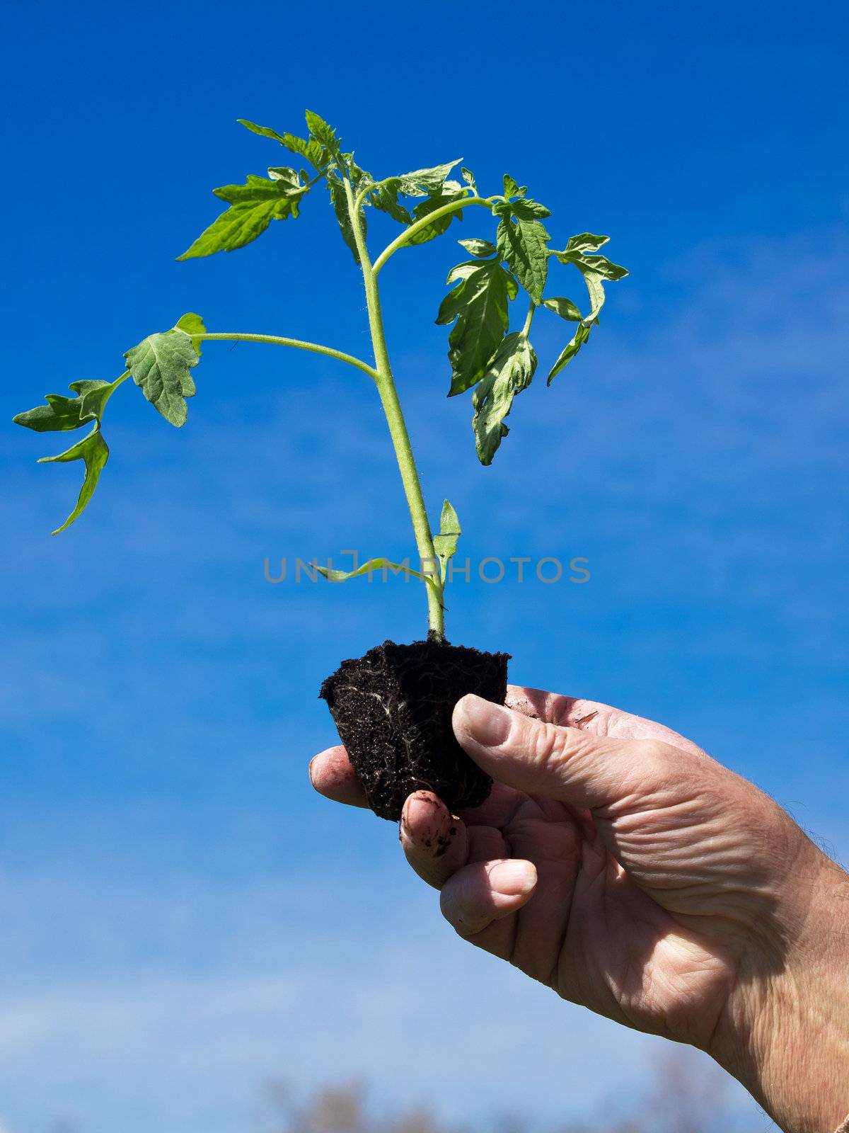 planting young plant of tomato