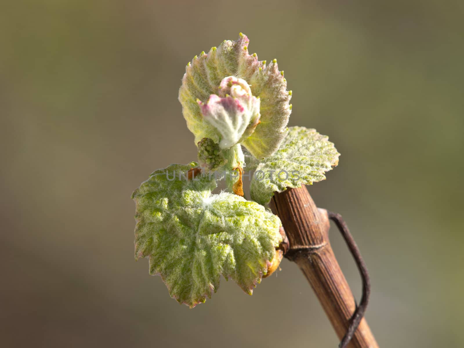 grape bud in vineyard in early spring