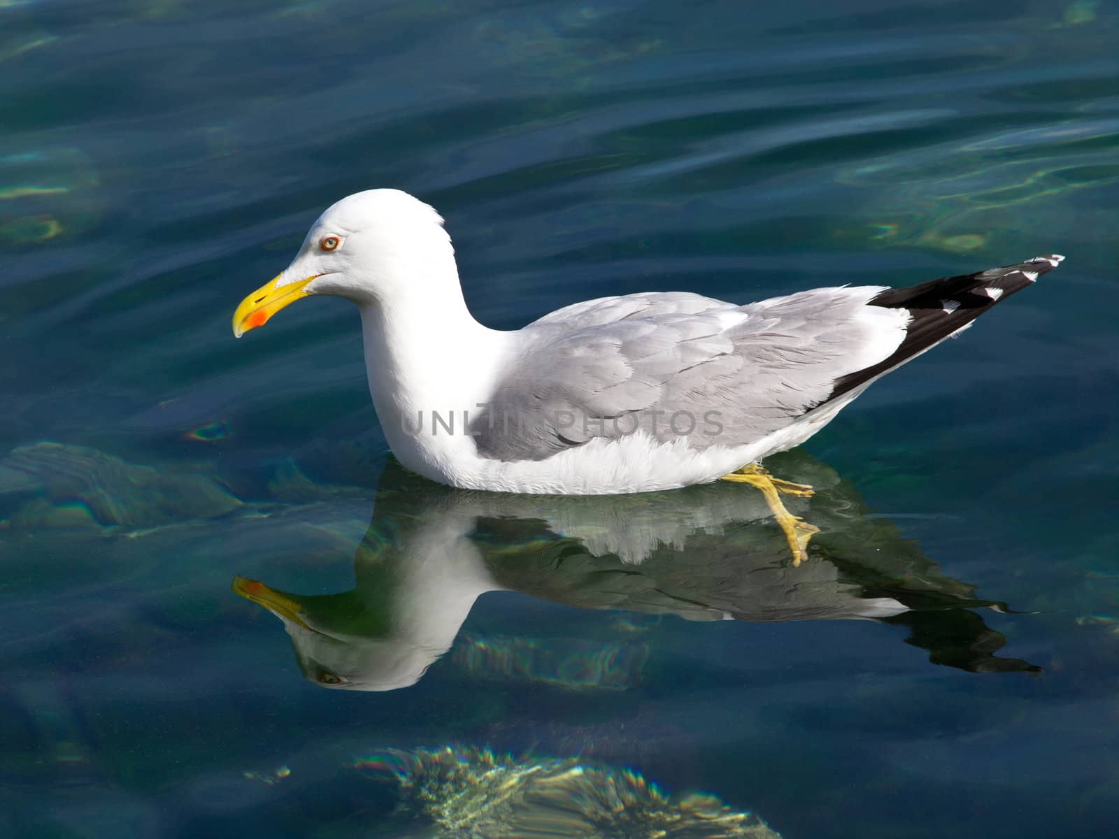 seagull by nevenm