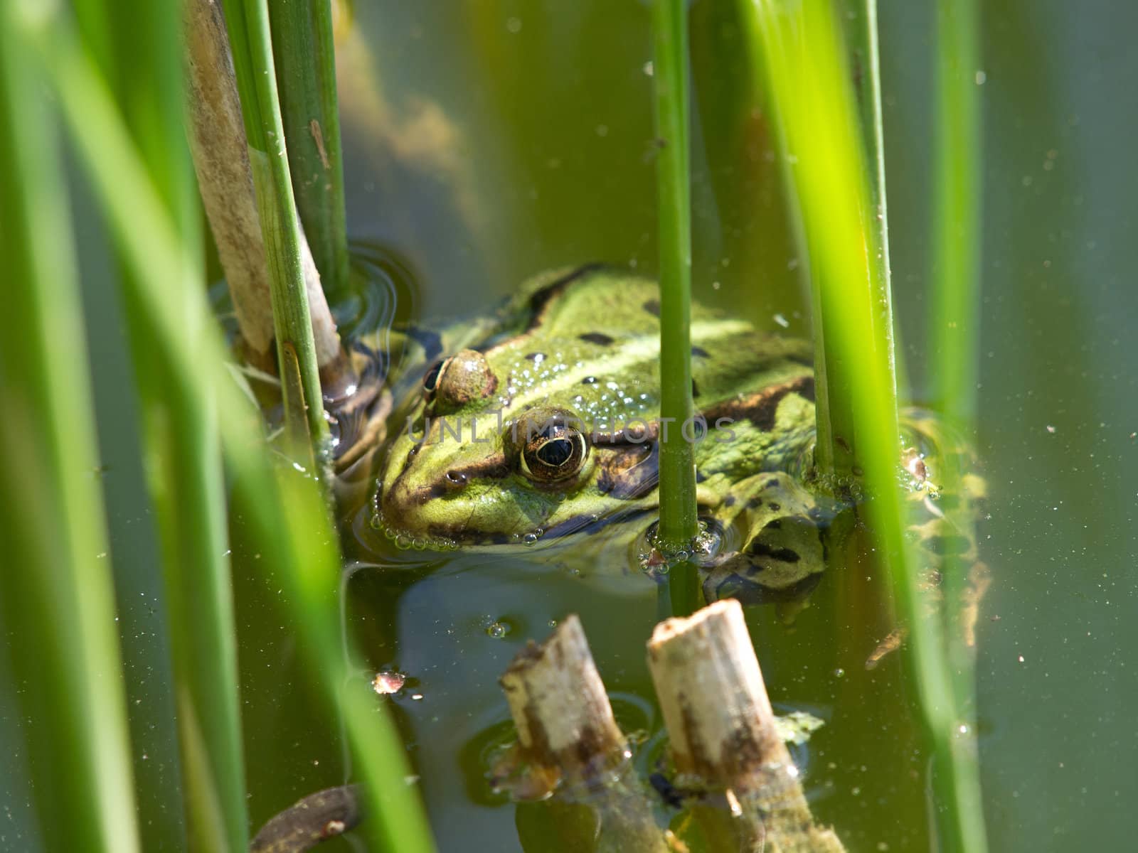 green frog in the lake with reed plants