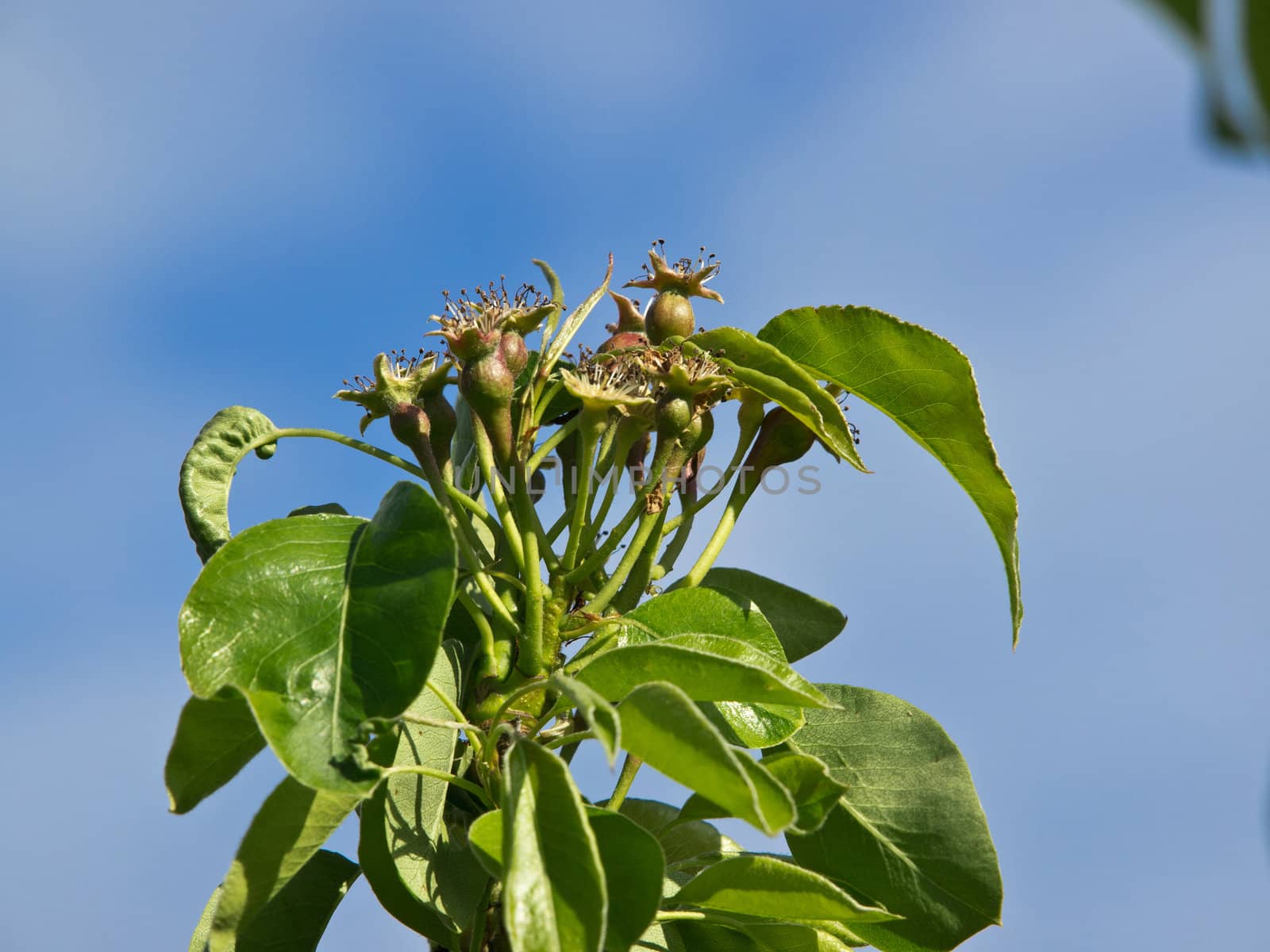 pear tree with branch full of young fruits