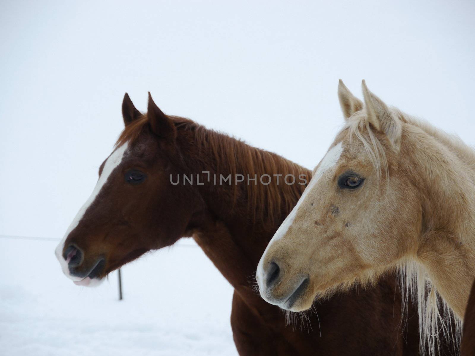 snow horse winter by yucas