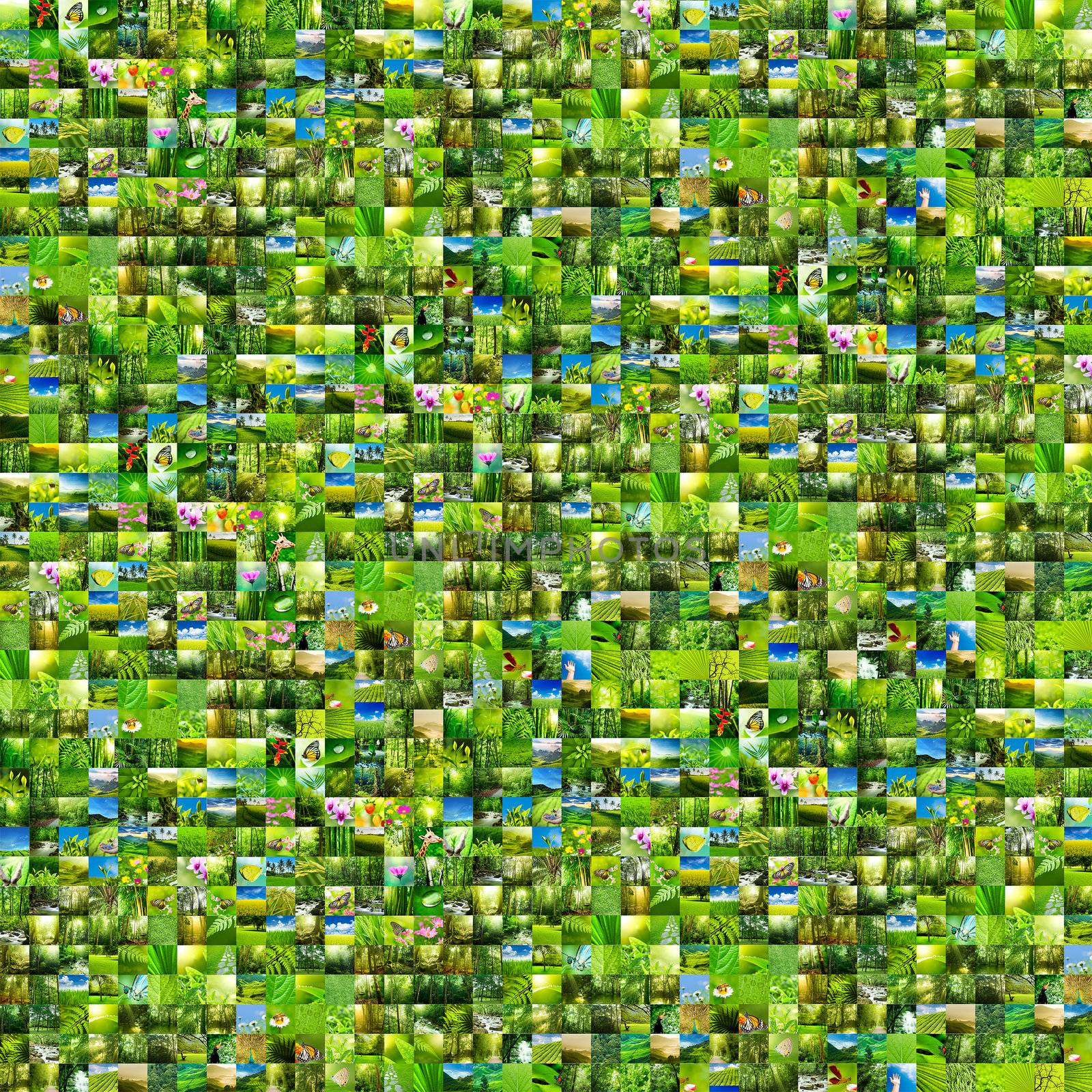 Collage nature green background. All image belongs to me.