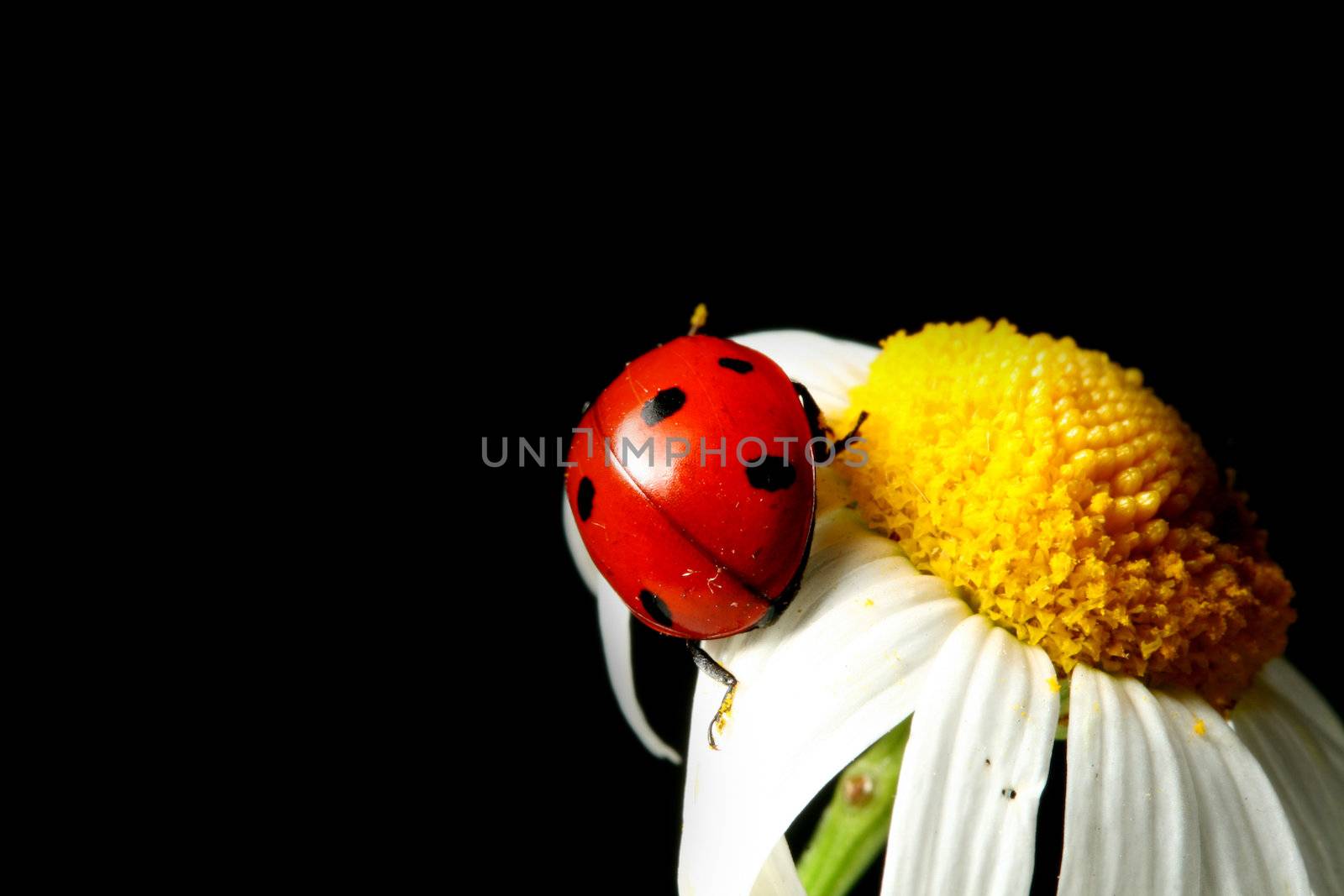 summer ladybug on white camomile