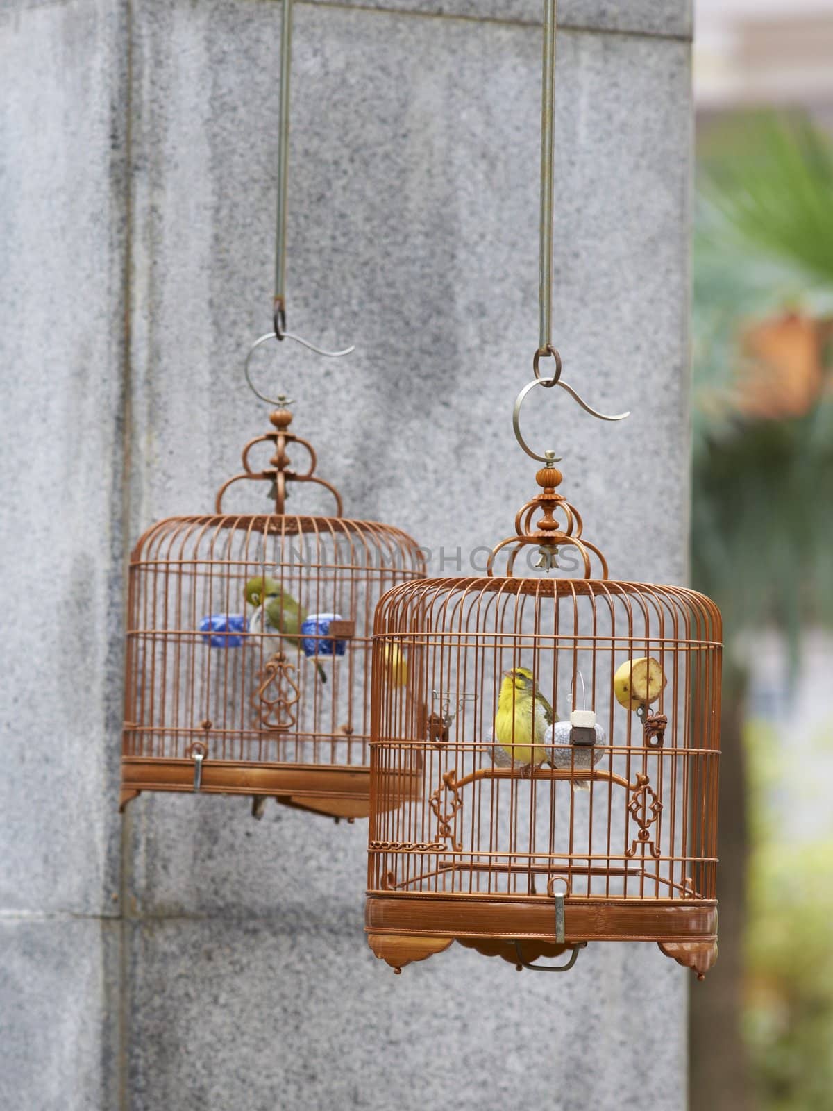 Caged songbird in the Yuen Po Street Bird Garden in Kowloon, Hong Kong.
