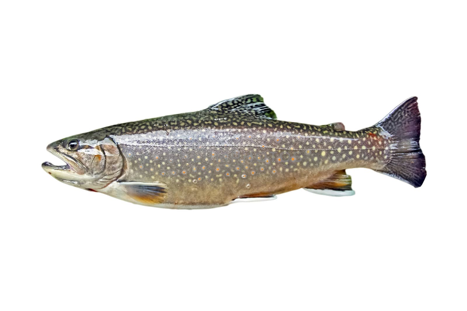 A trout isolated on white