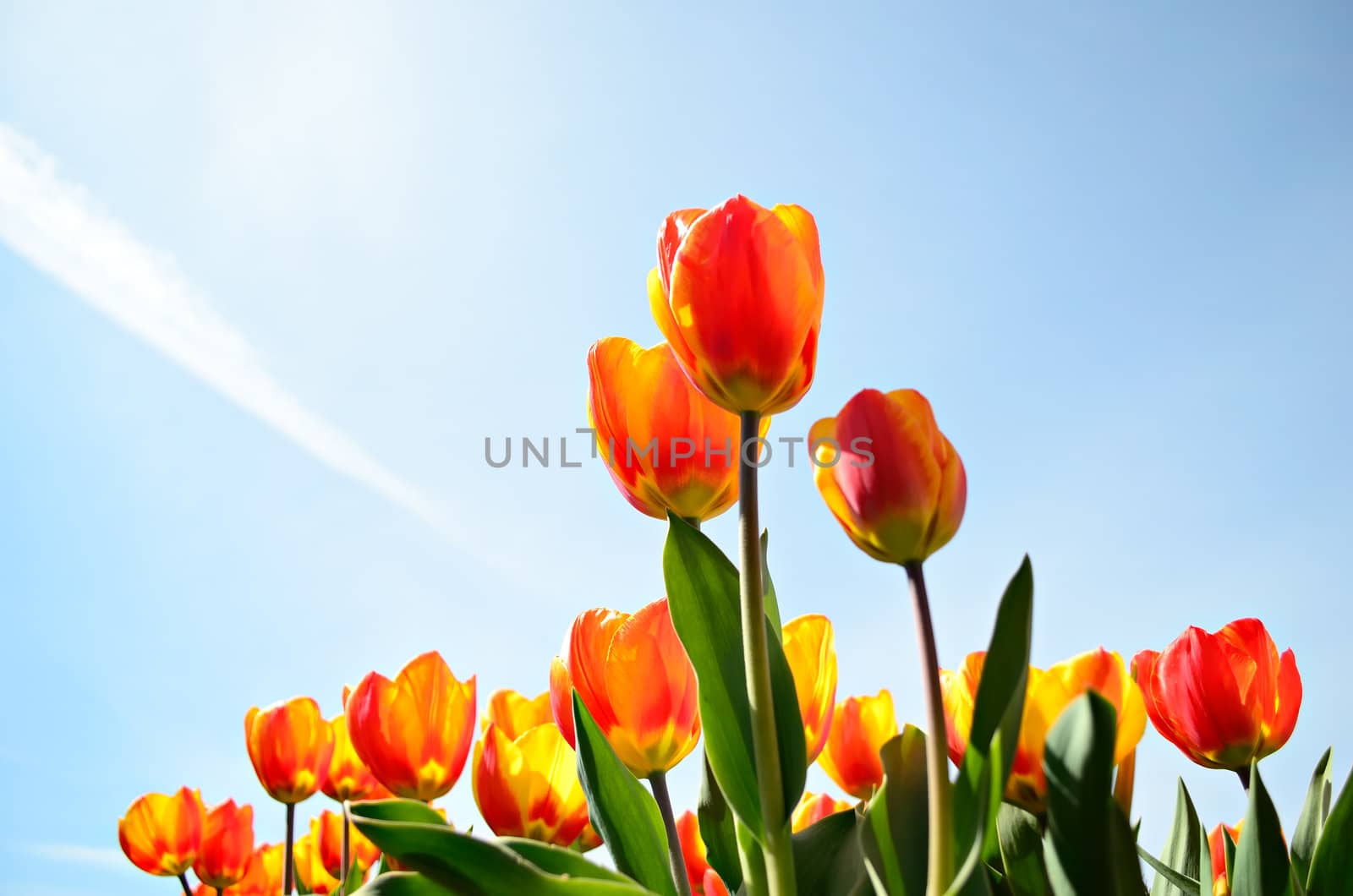 Yellow and red tulips against a blue sky from a low point of view.