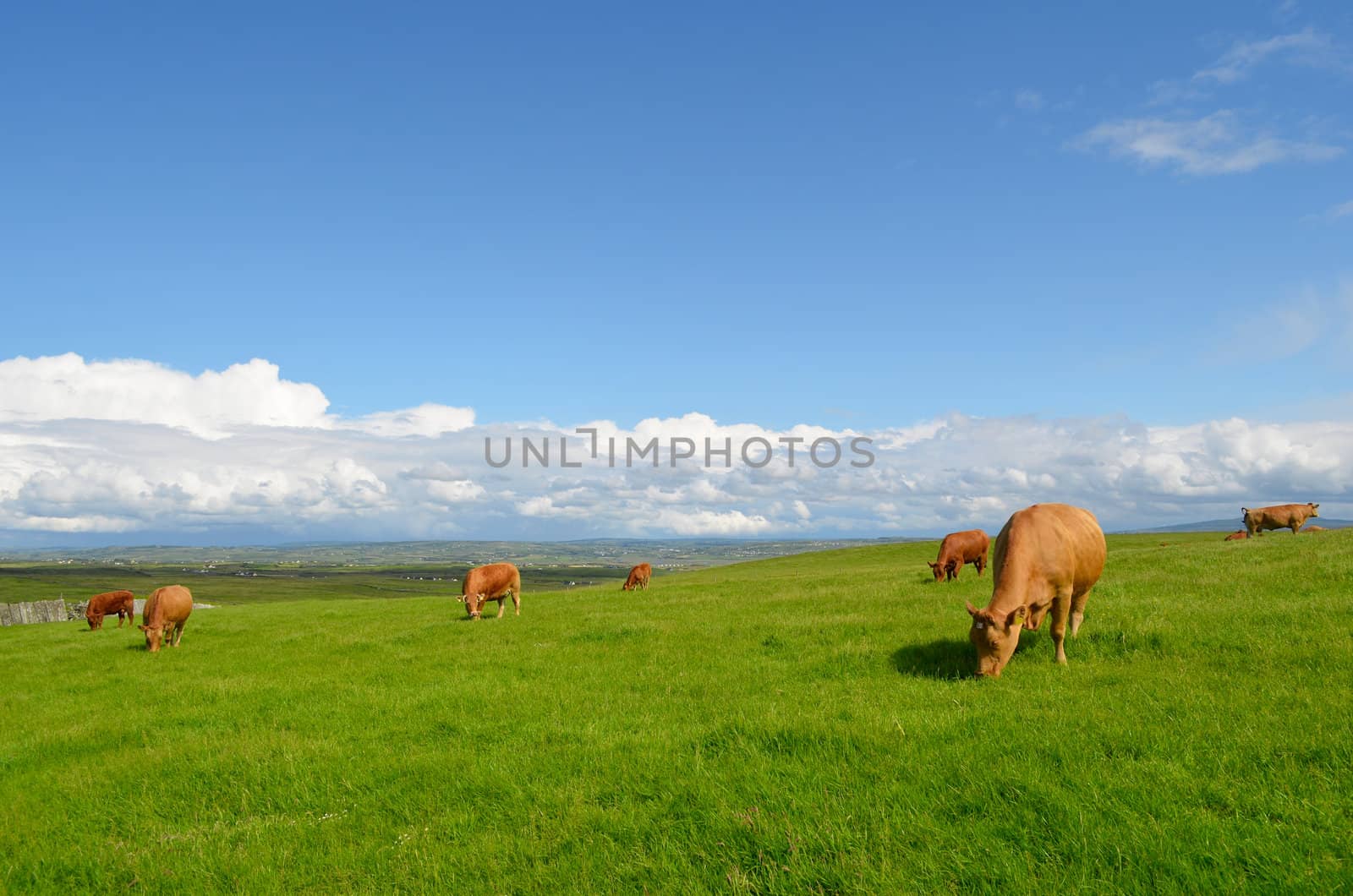 Grazing cows in the meadow by pljvv