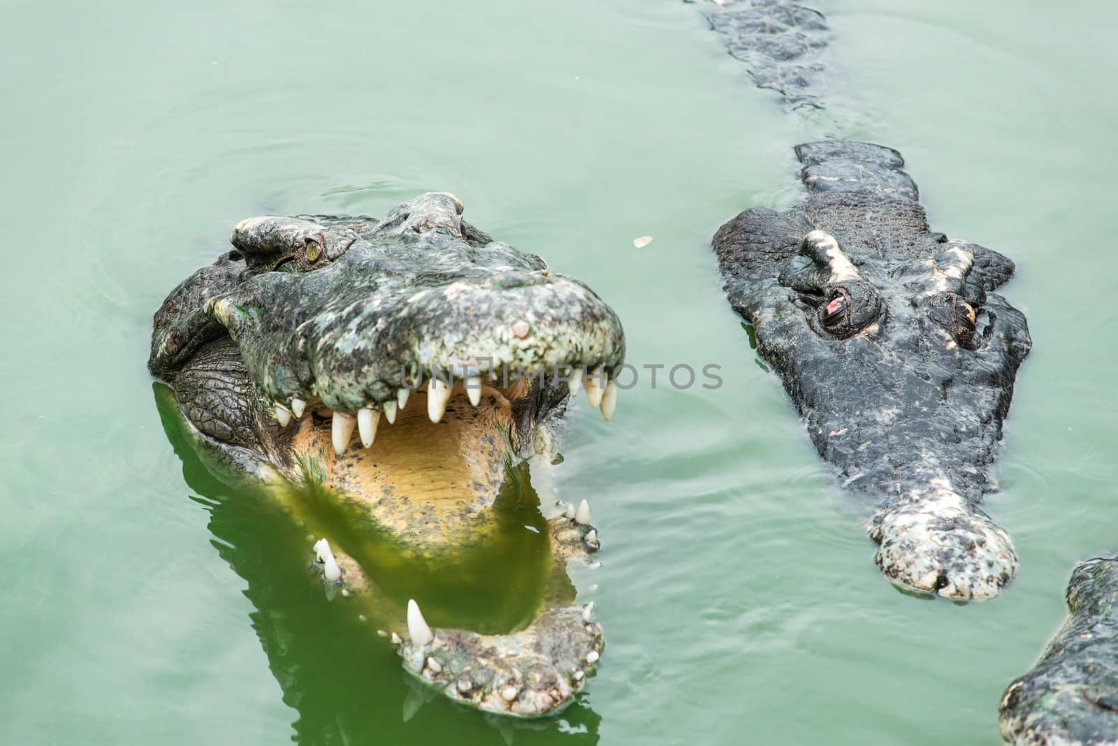 Fresh water adult crocodile from Thailand, taken on a cloudy day