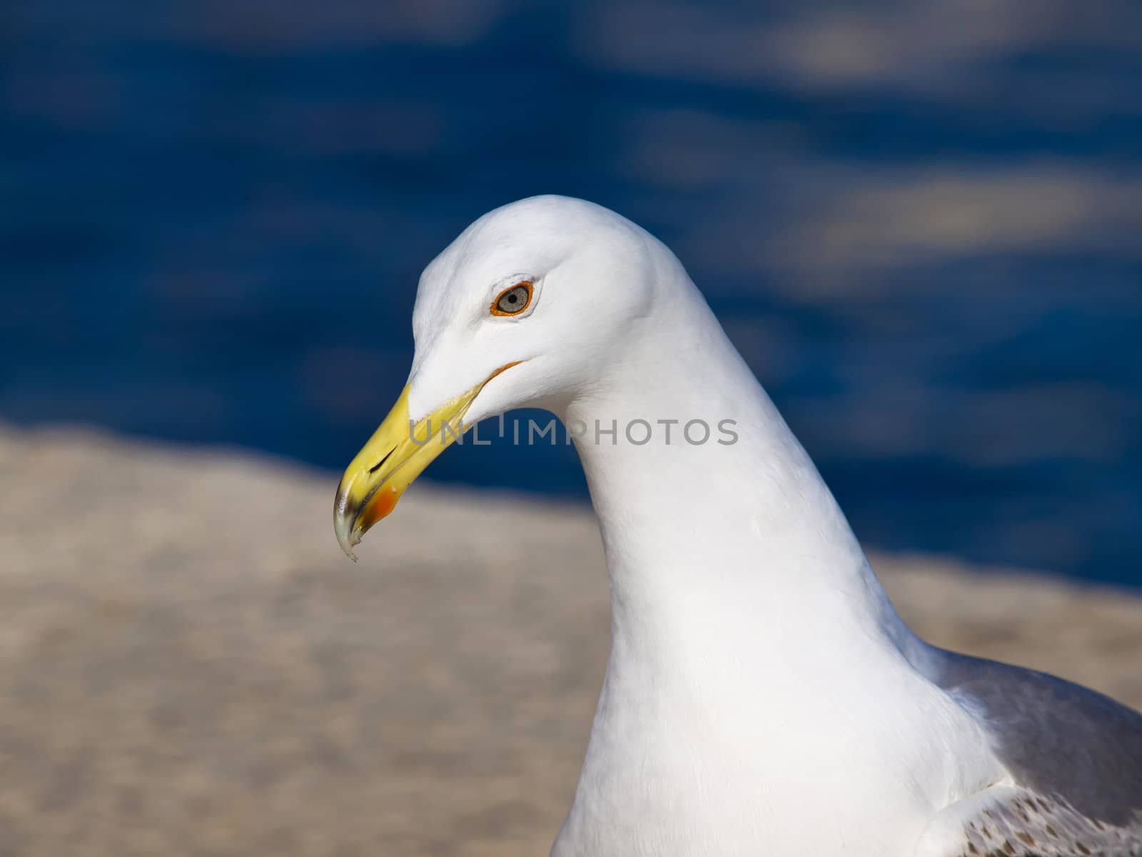 portrait of a beautifull white seagull