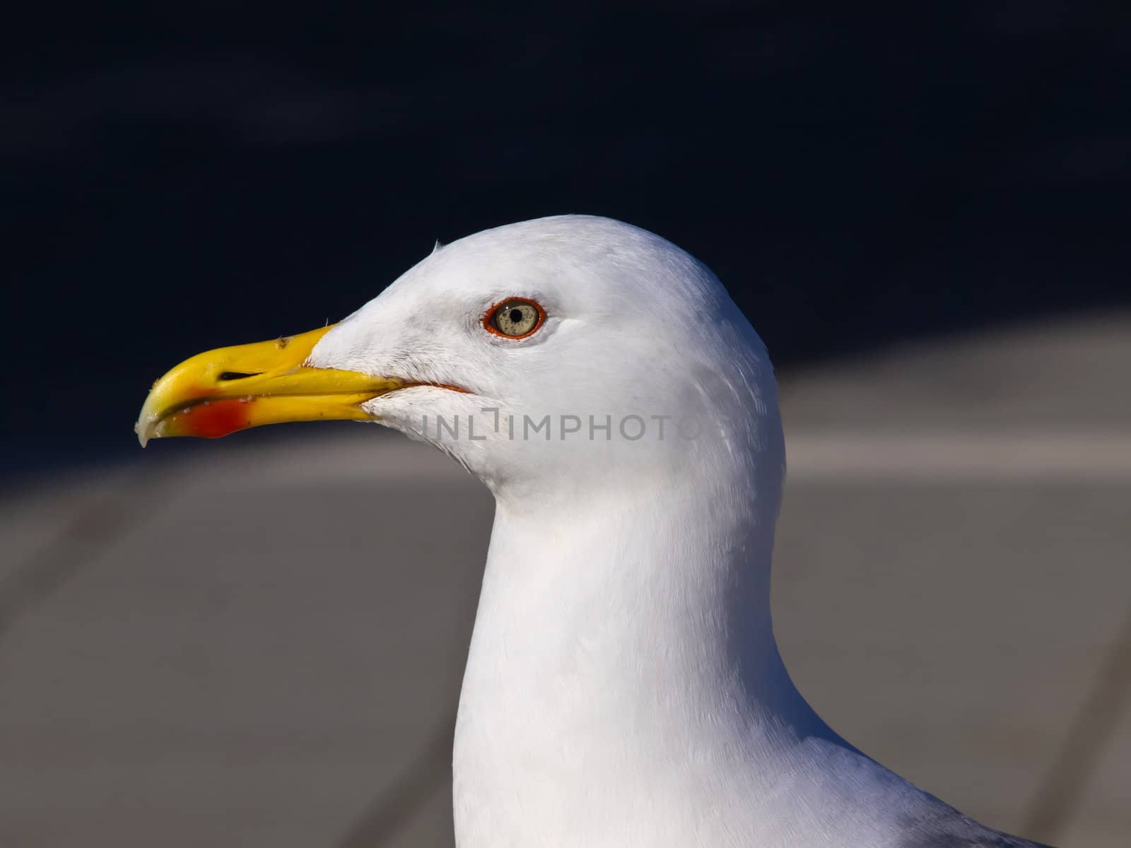  portrait of awhite white seagull 