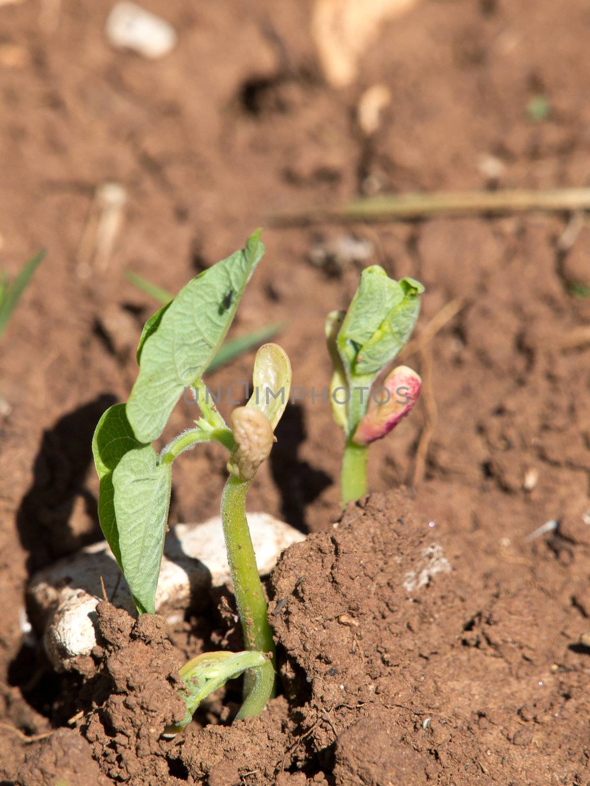 Germinating bean seeds and growing in the greenyard
