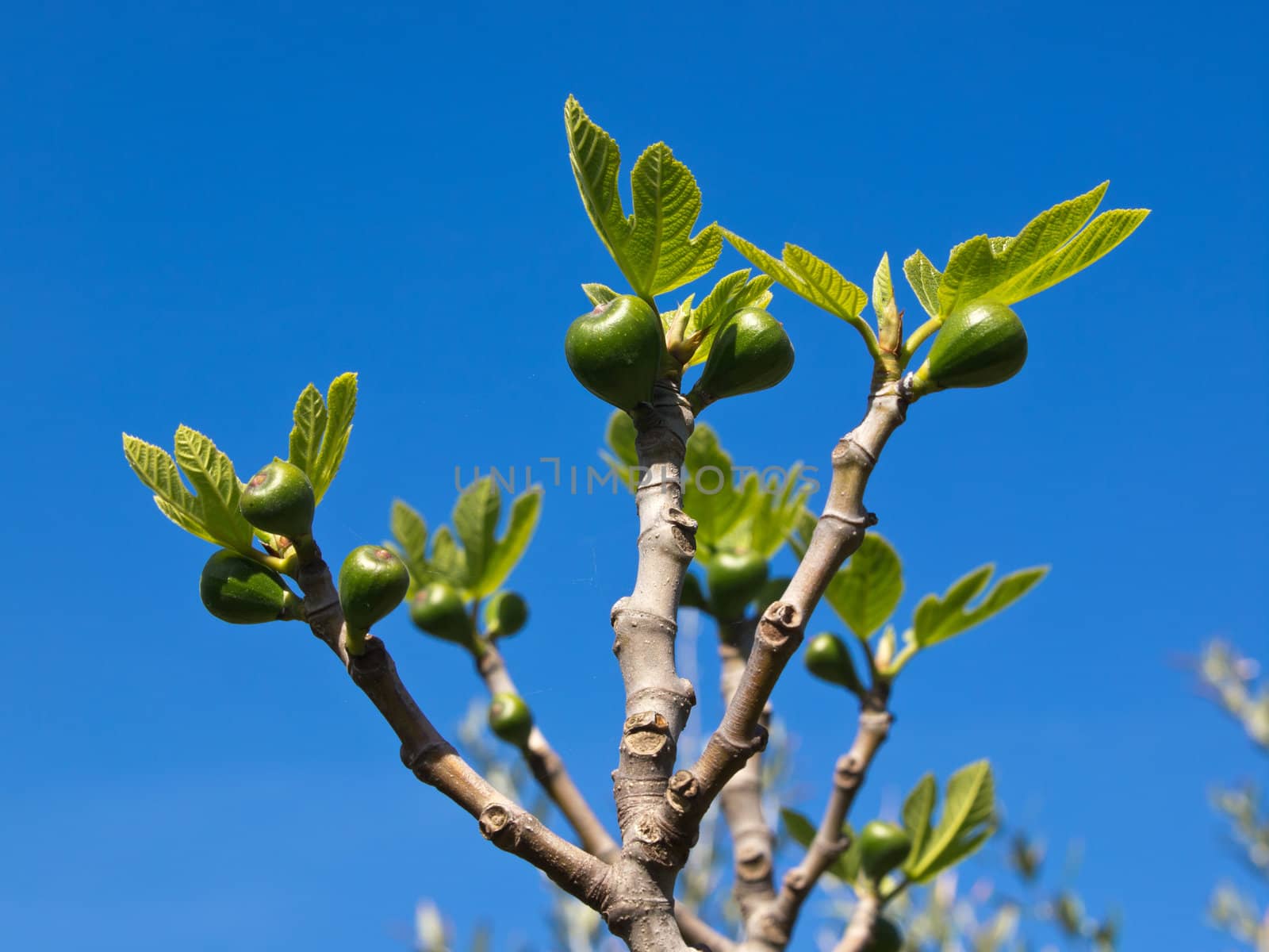 branch with a figs on the fig tree