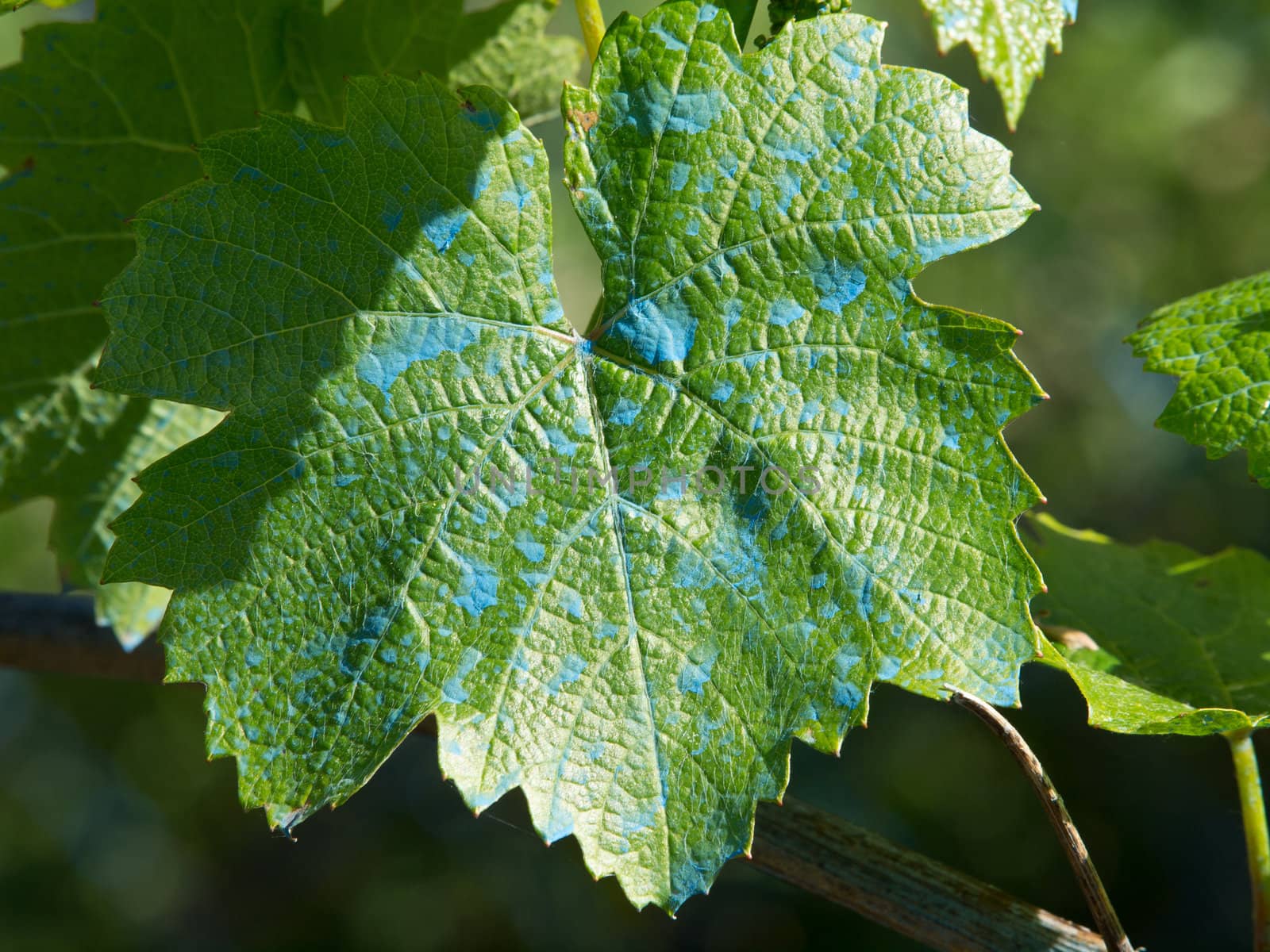 grape leaf by nevenm