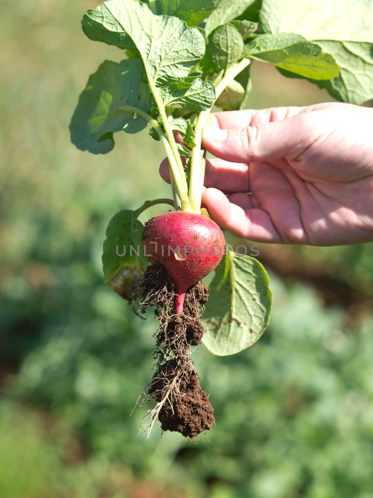 little radish piked from the soil