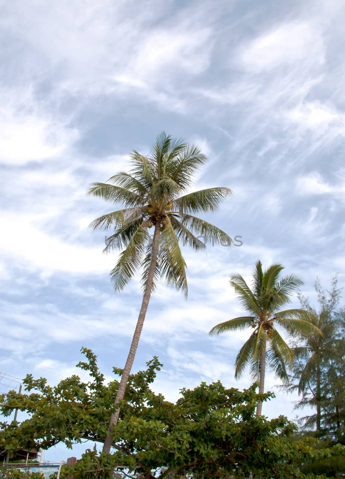 The coconut tree is one that grows and the sky behind.