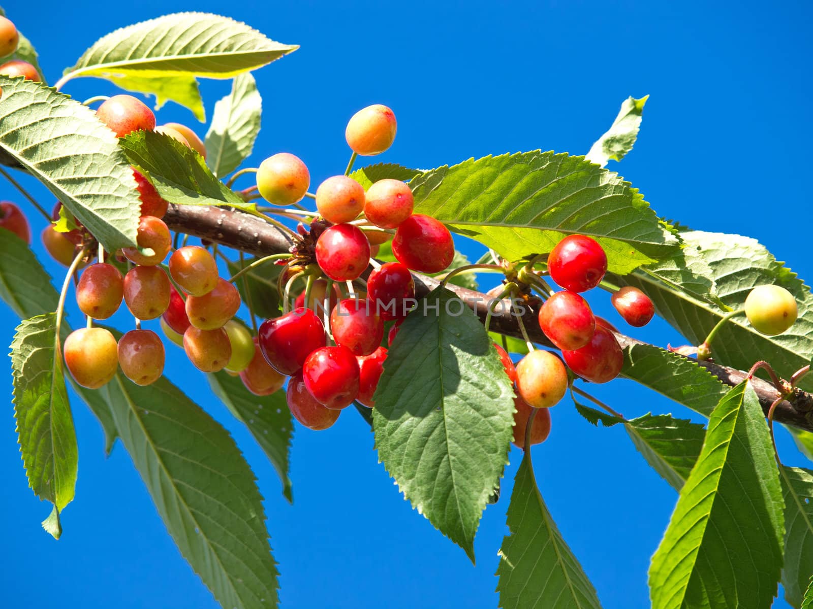 branch of  red sweet cheries on the blue sky