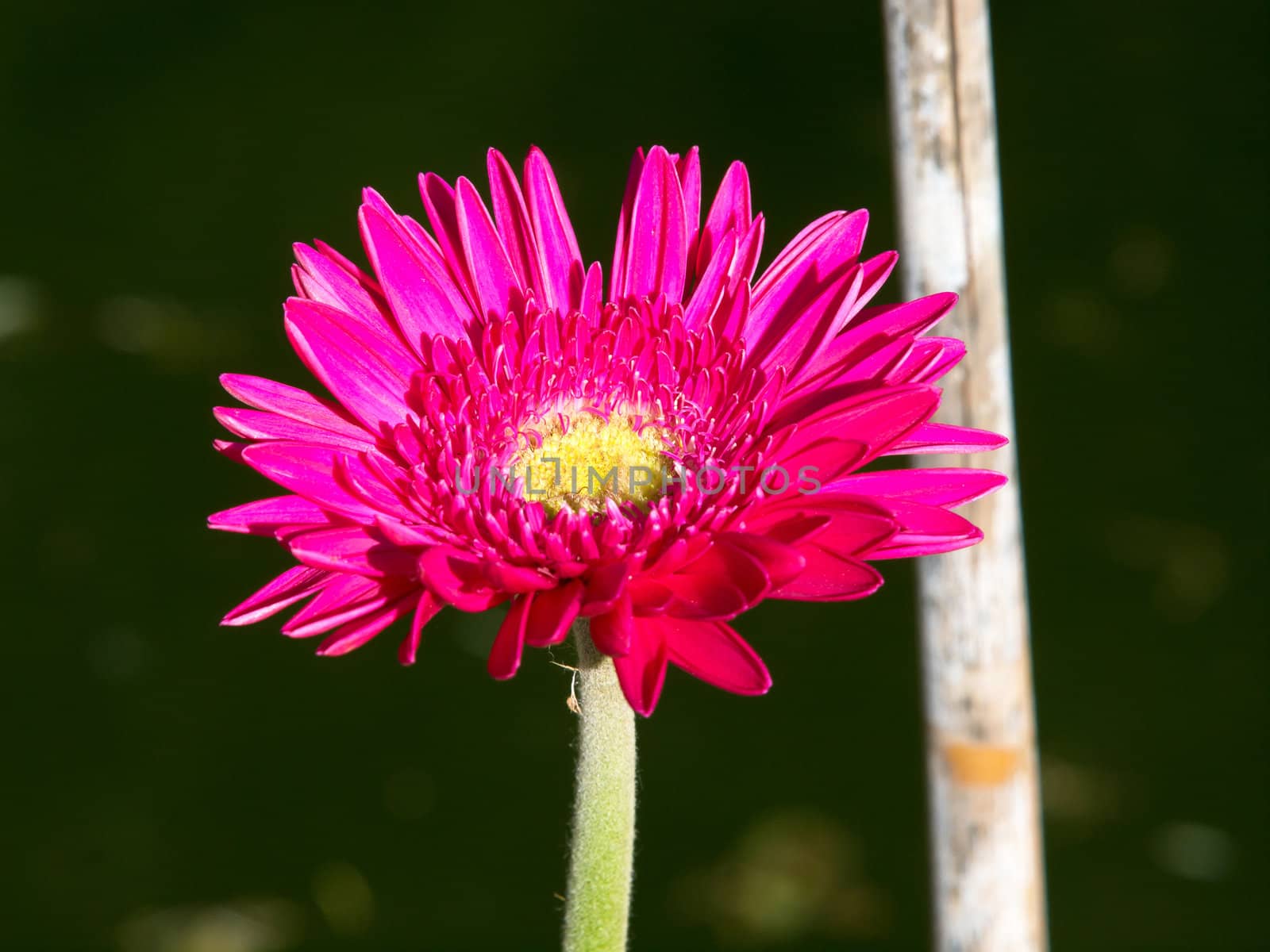 red gerbera flower in the garden