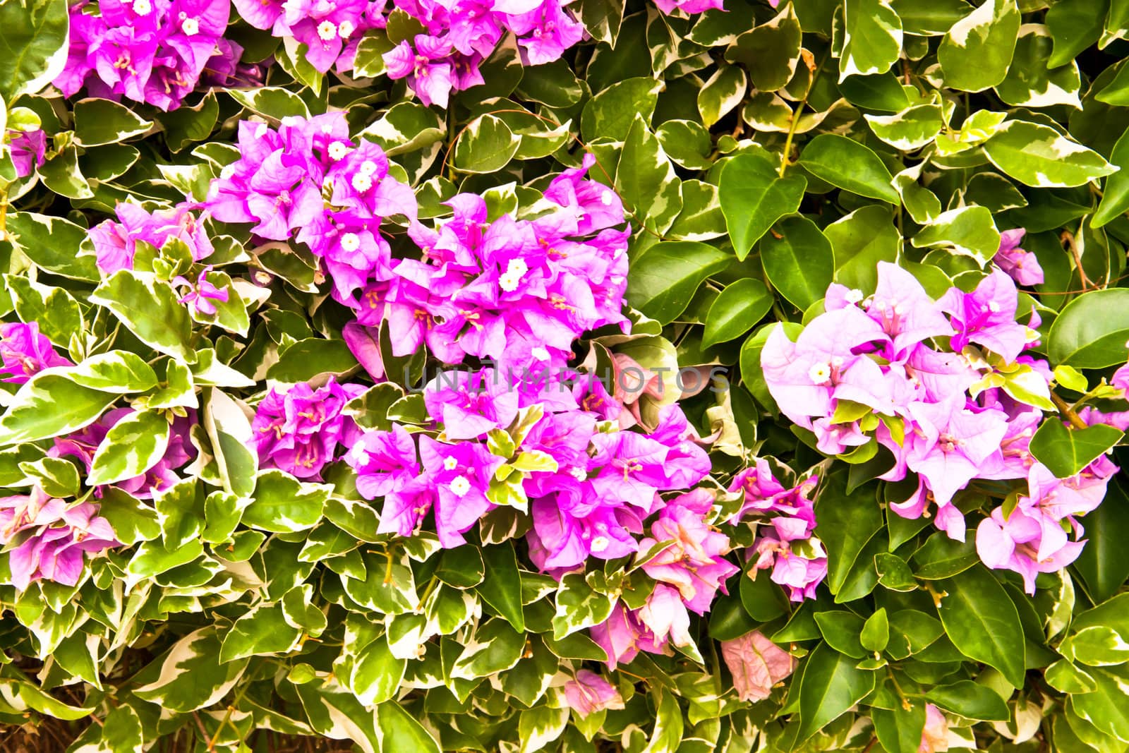 Lots of purple flowers. Growth in trees.