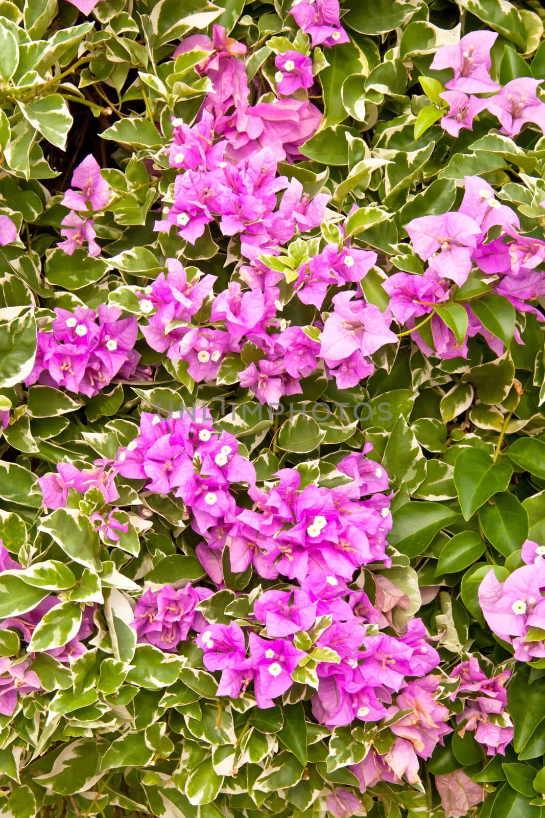 Lots of purple flowers. Growth in trees.