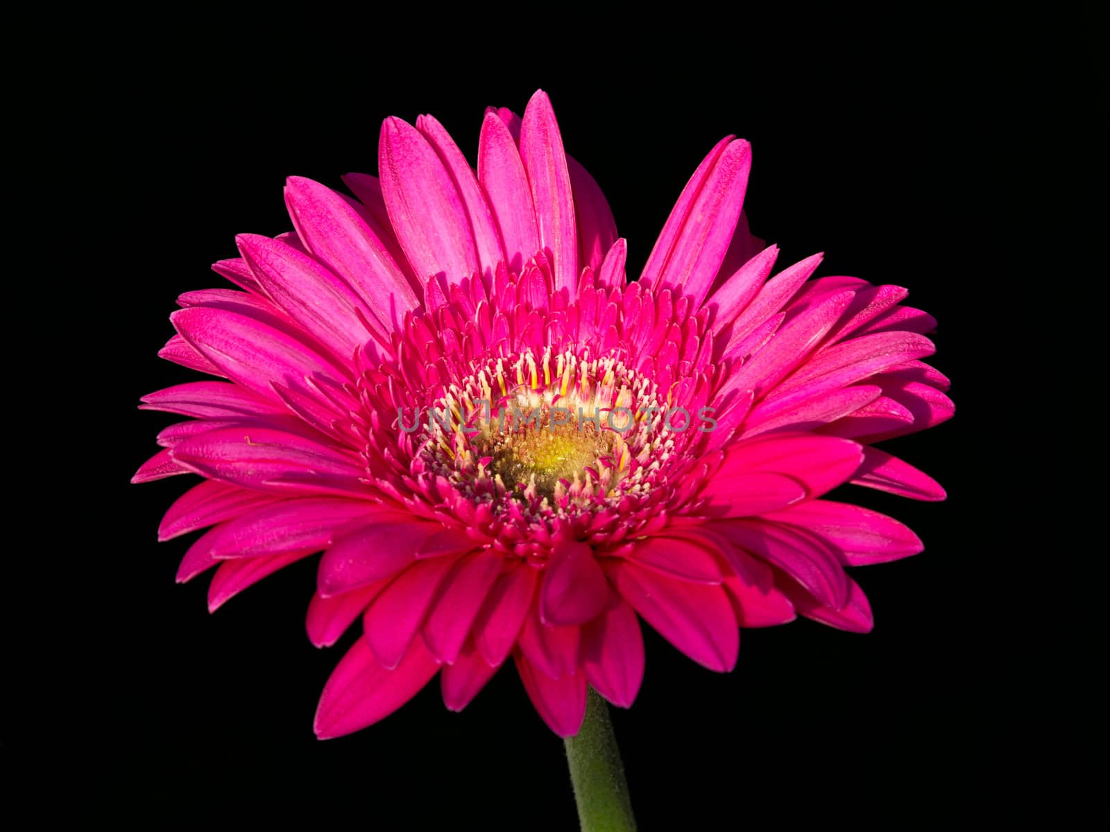 red gerber flower isolated on black background