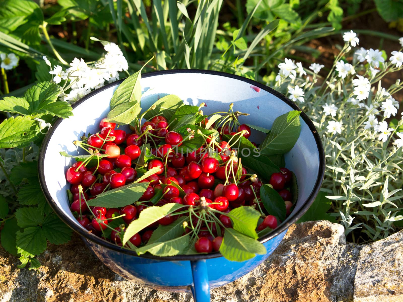  fresh sweet cherries in the blue bowl