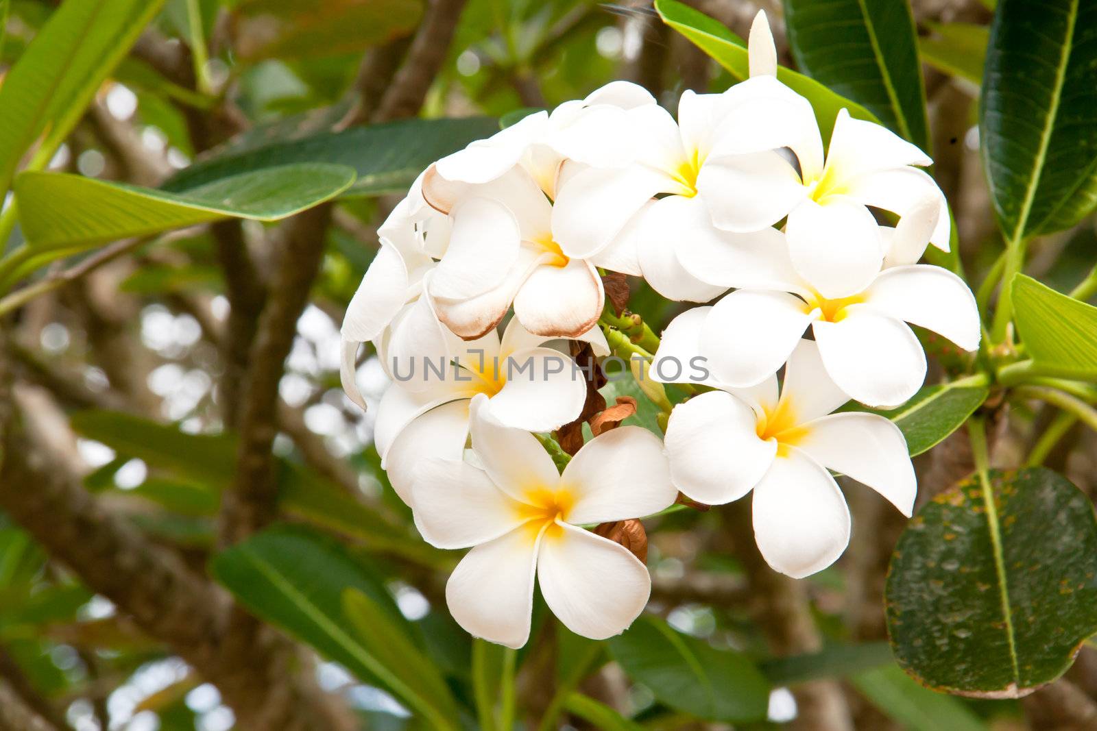 Many white flowers. The growth in trees.