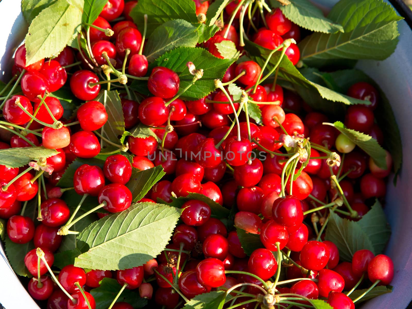 sweet fresh cherries  from the tree in a bowl
