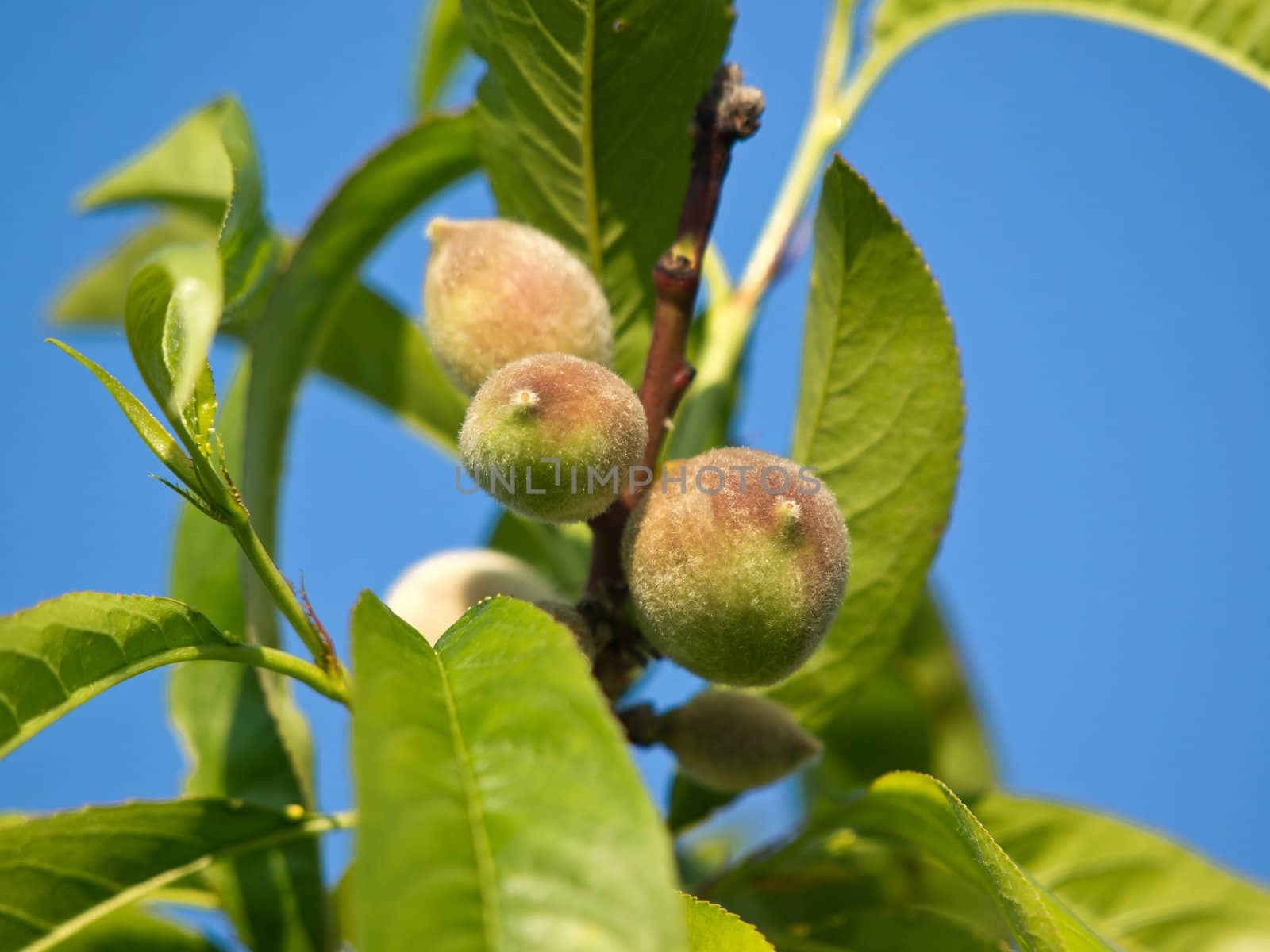 green peach on the tree