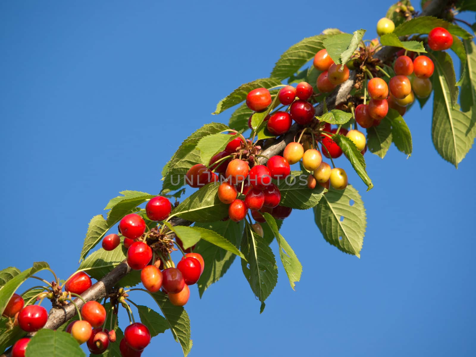 branch with sweet red cherries