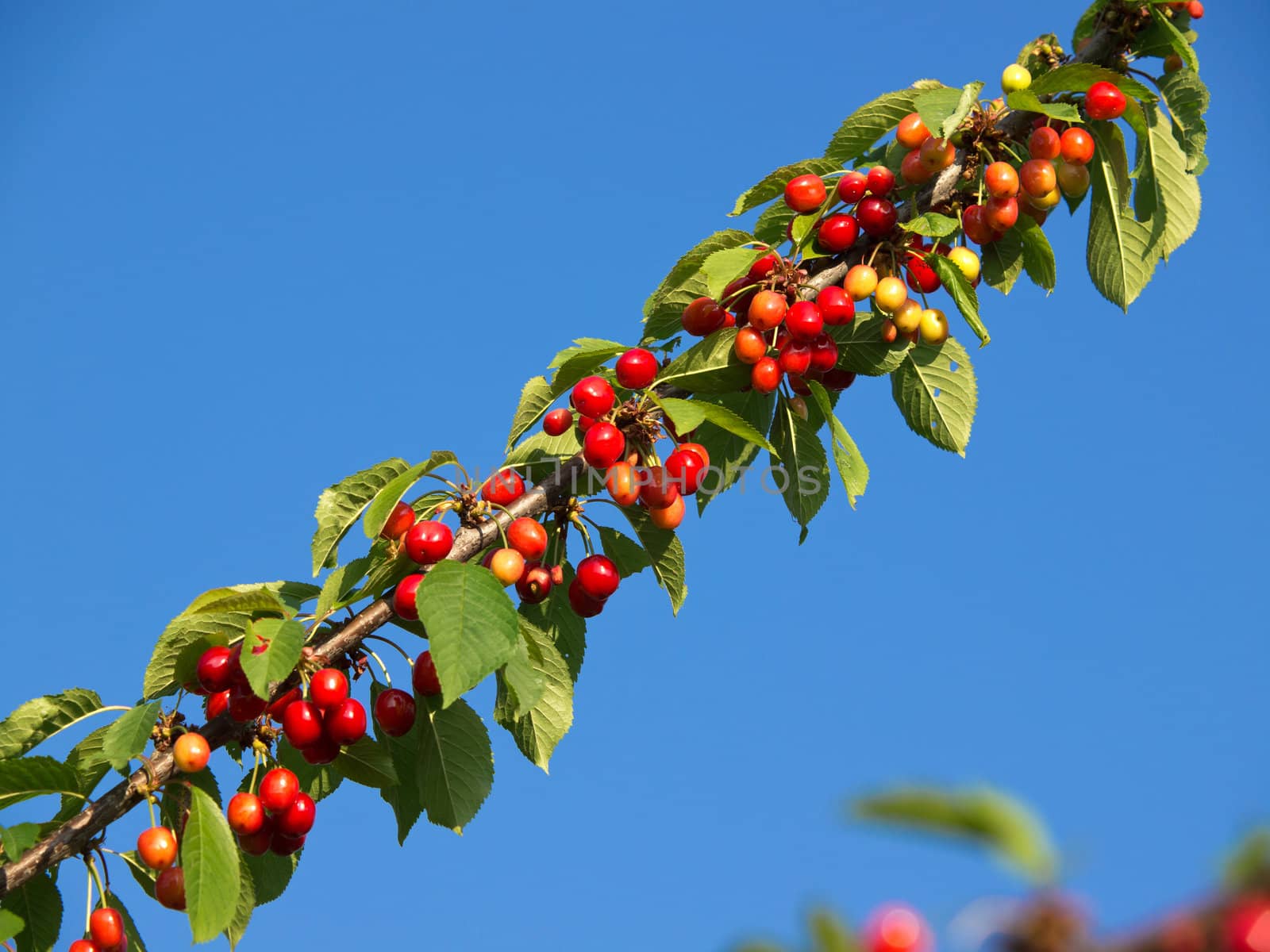 branch with red sweet cherries