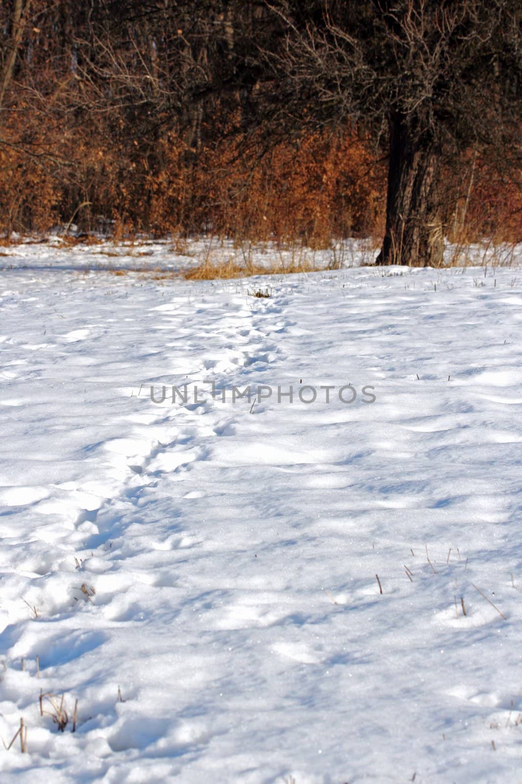 wild boar ( sus scrofa ) tracks going towards the forest