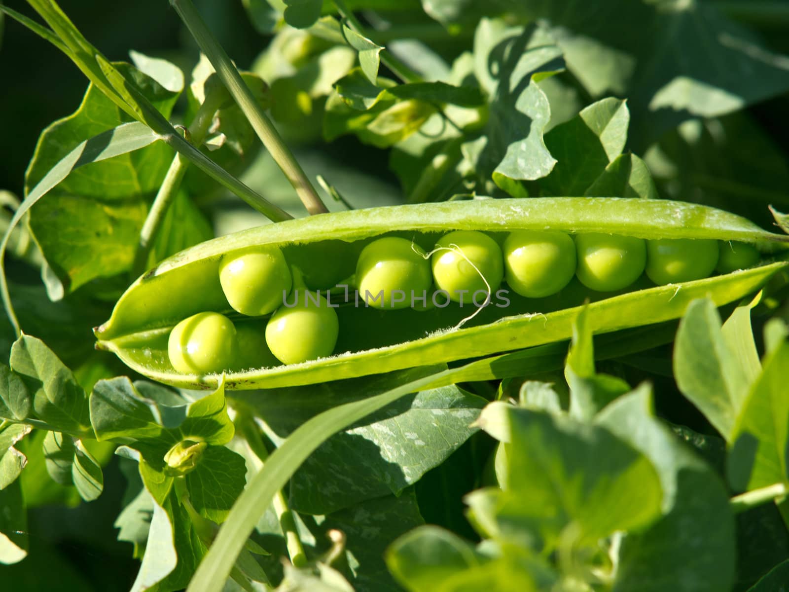 picking green pees from the plant