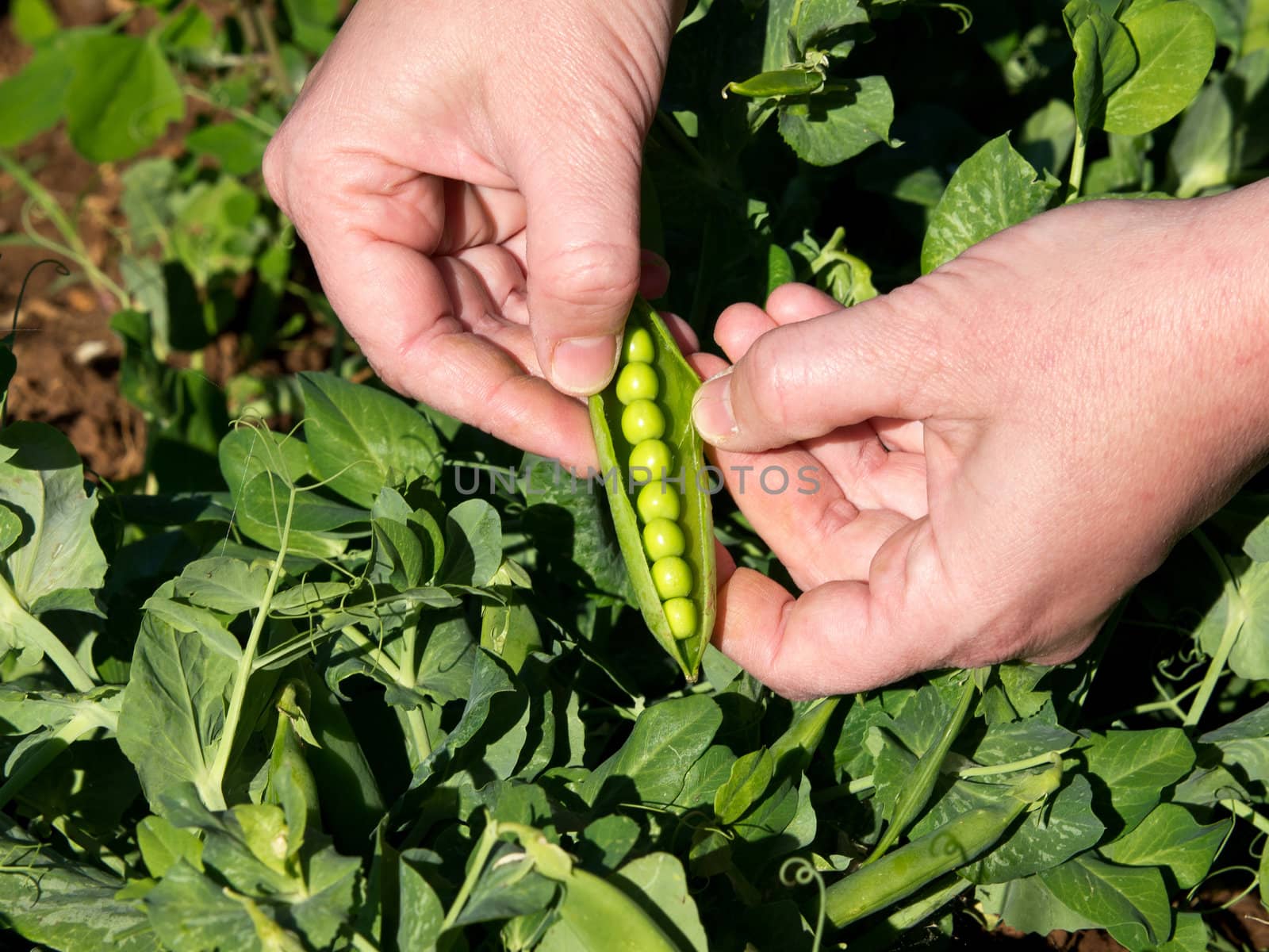 picking green pees from the plant